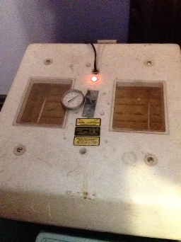 the incubator