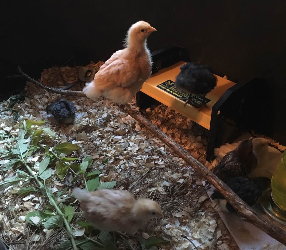 The indoor brooder at 5 weeks.