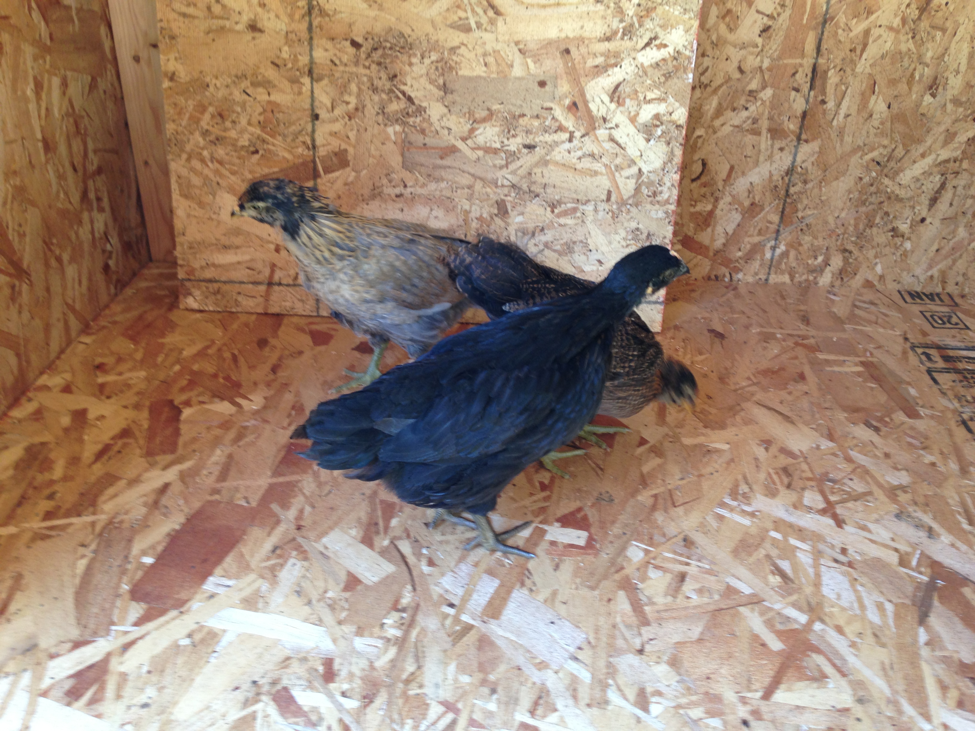 The initial walkthrough