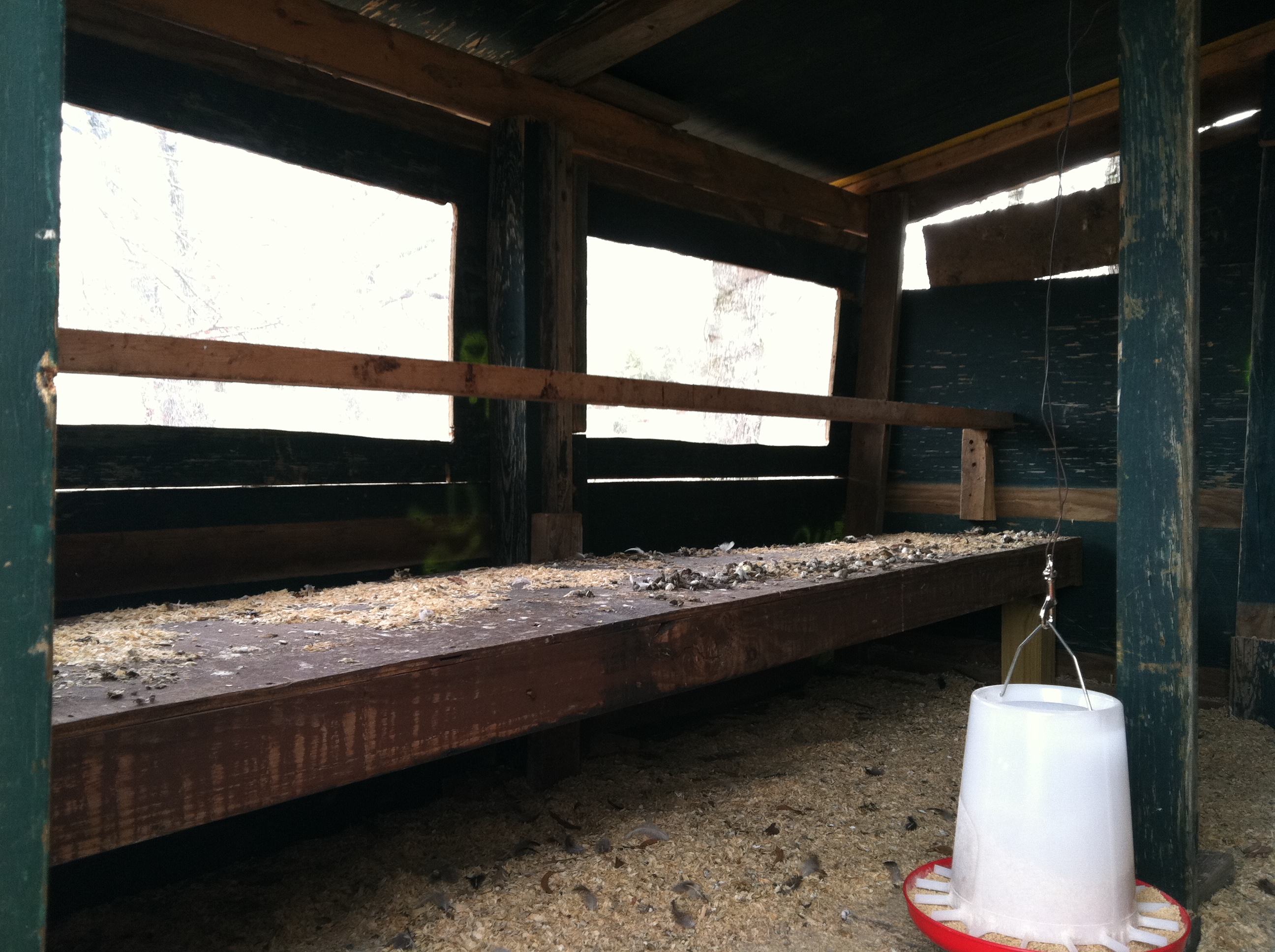 The inside of my 6x8 raised coop. Plexiglass windows on back wall are removable for summer. Hardware cloth over the openings.