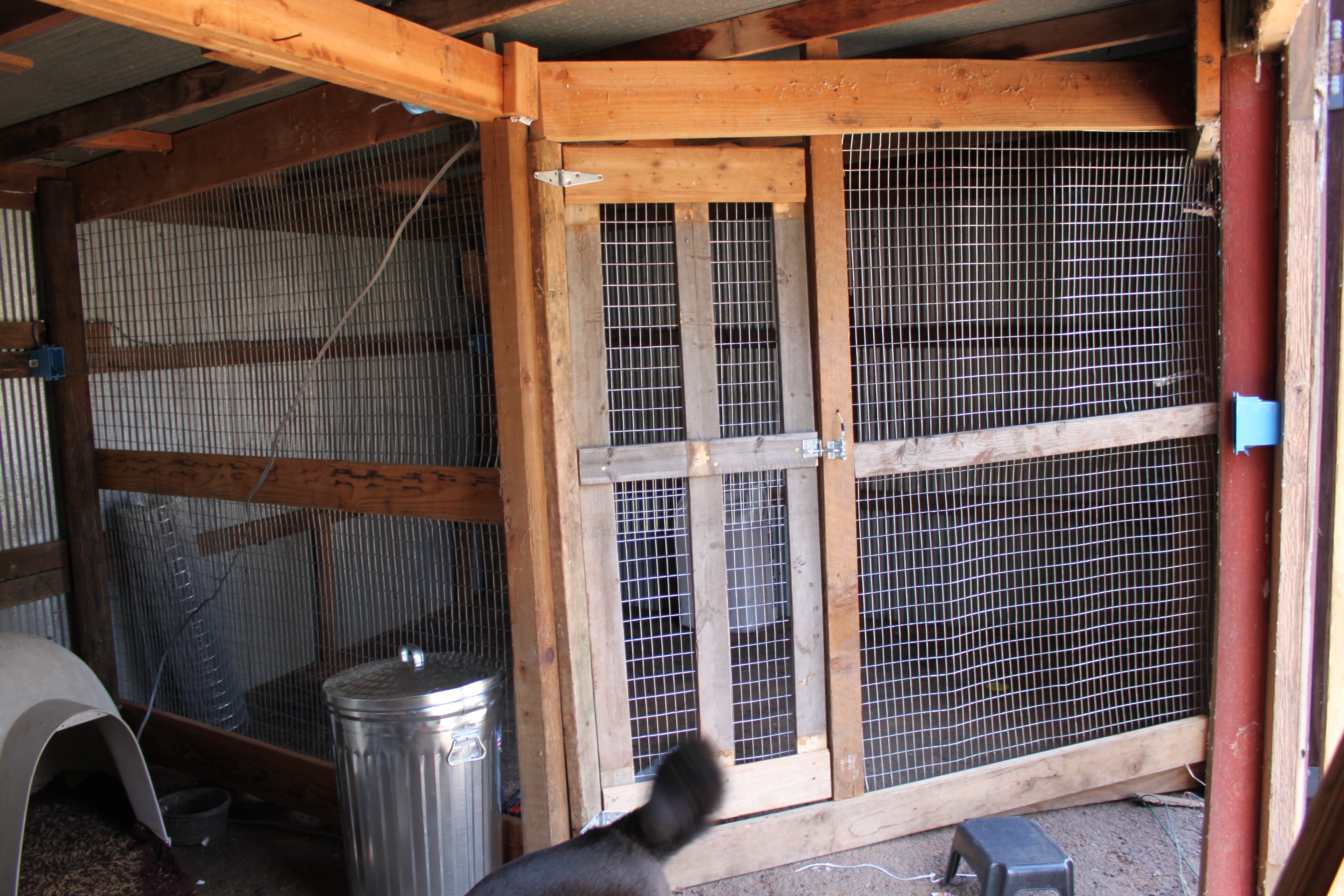 The inside of my chicken shed.  They share the shed with our dogs.