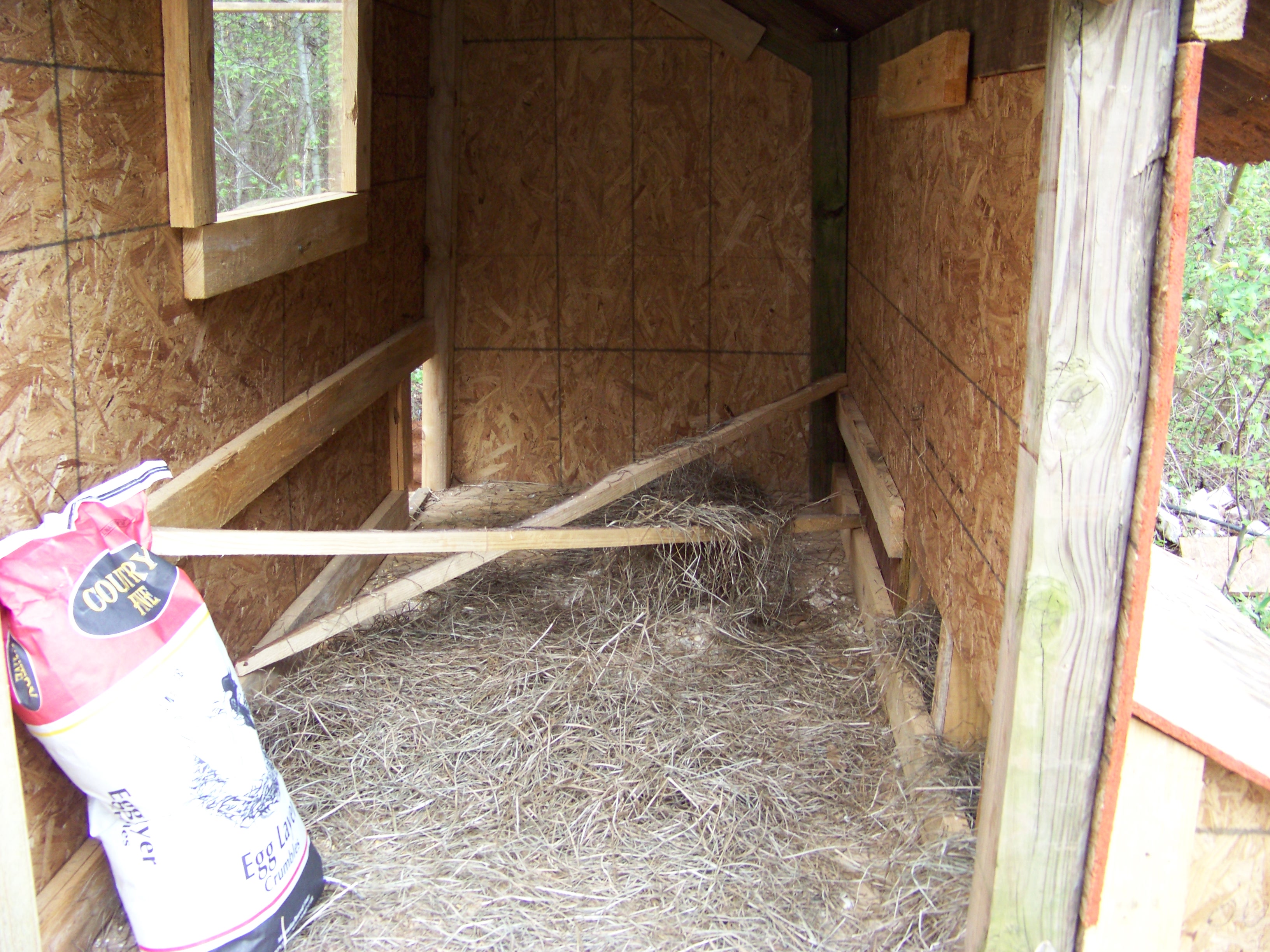 the inside of my coop