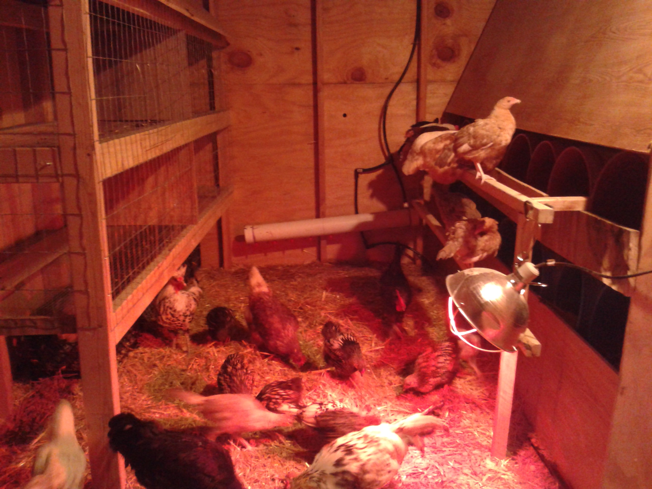 The inside of my egg-layer coop. The pipe in the back has watering nipples screwed into it and is fed with an extra water heater as water storage. No pilot light is lit! The nest boxes are framed in and built using 5 gallon buckets.
