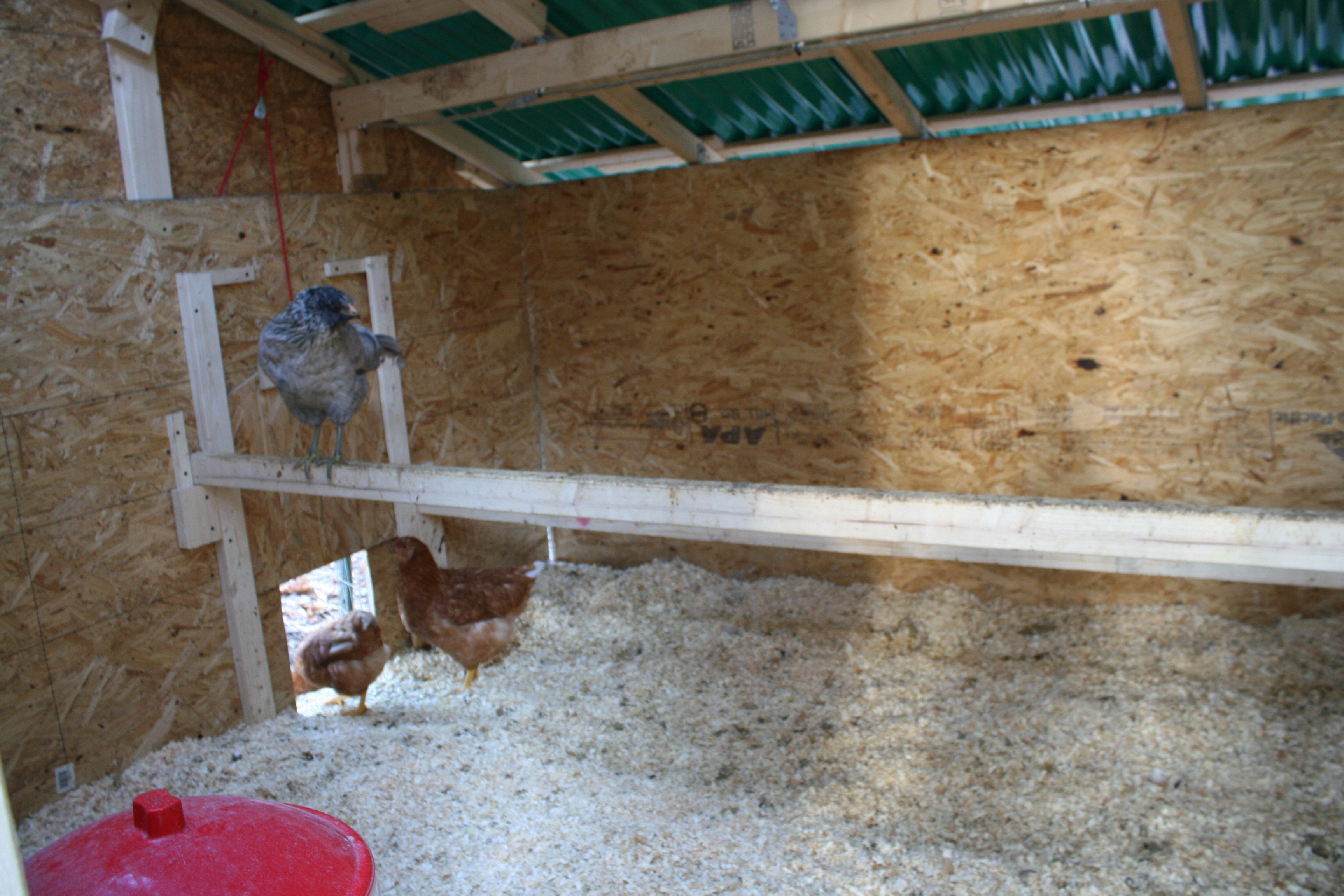 The inside of the big coop, showing the removable roosting bars and the gap in the walls for ventilation.