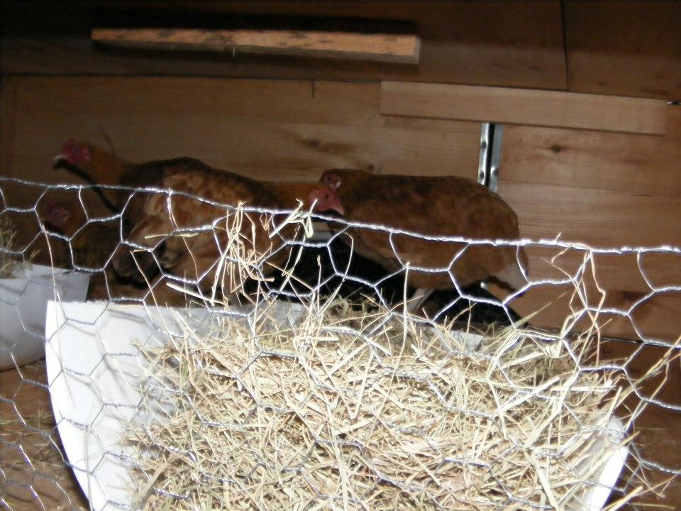 the inside of the stilt coop we used five gallon buckets cut in half for nesting boxes