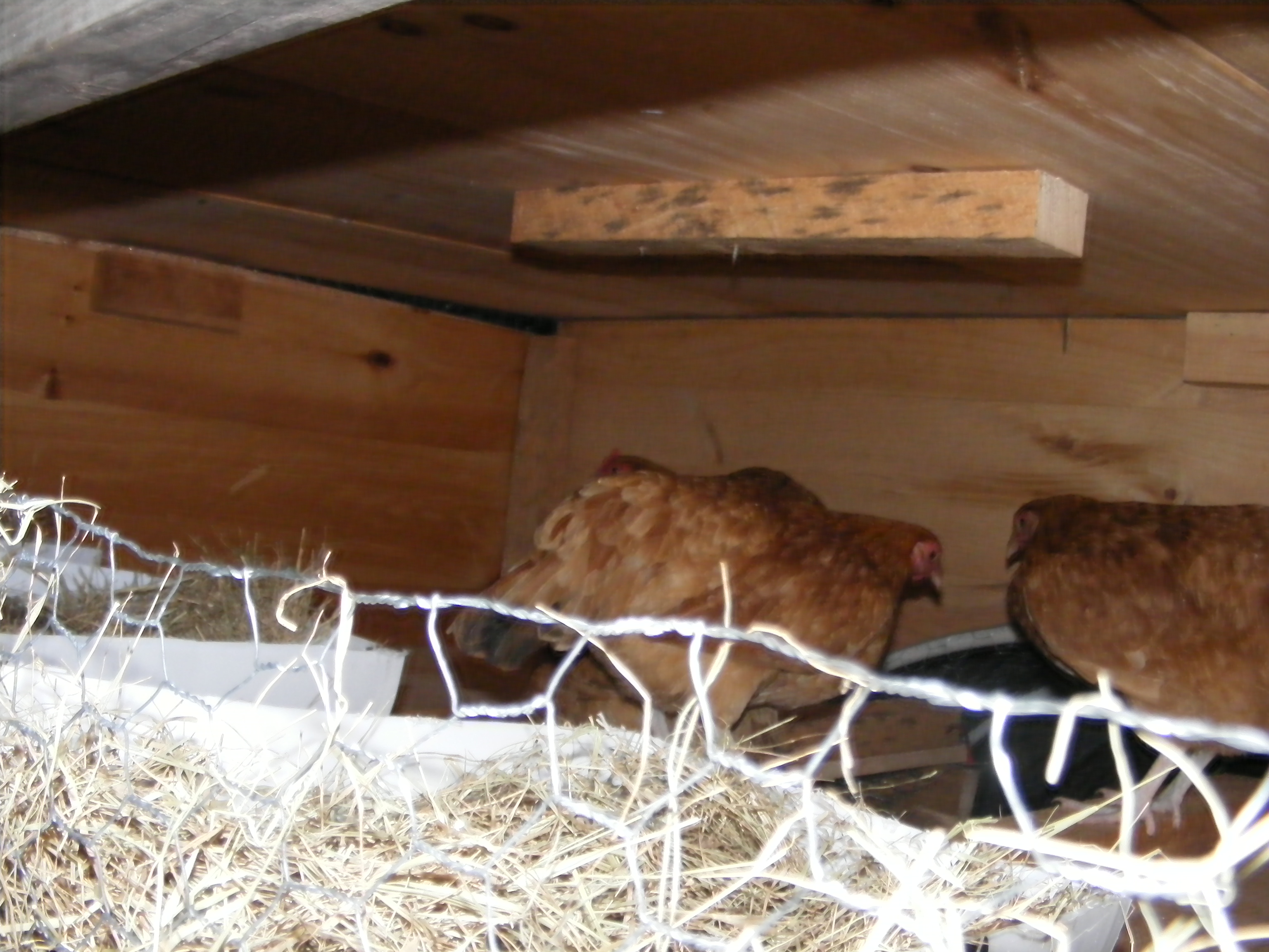 The inside to our stilt coop it opens from the back, I placed chicken wire so chickens can’t escape during egg gathering time. The nesting boxes are 5 gallon buckets cut in 1/2 with the sealed end toward the front and the open end toward the back to allow for egg gathering.  Has you can see then new Buffs we had gotten from our friend Mr. Duck of Gone to the Birds seem to like there house in the sky.