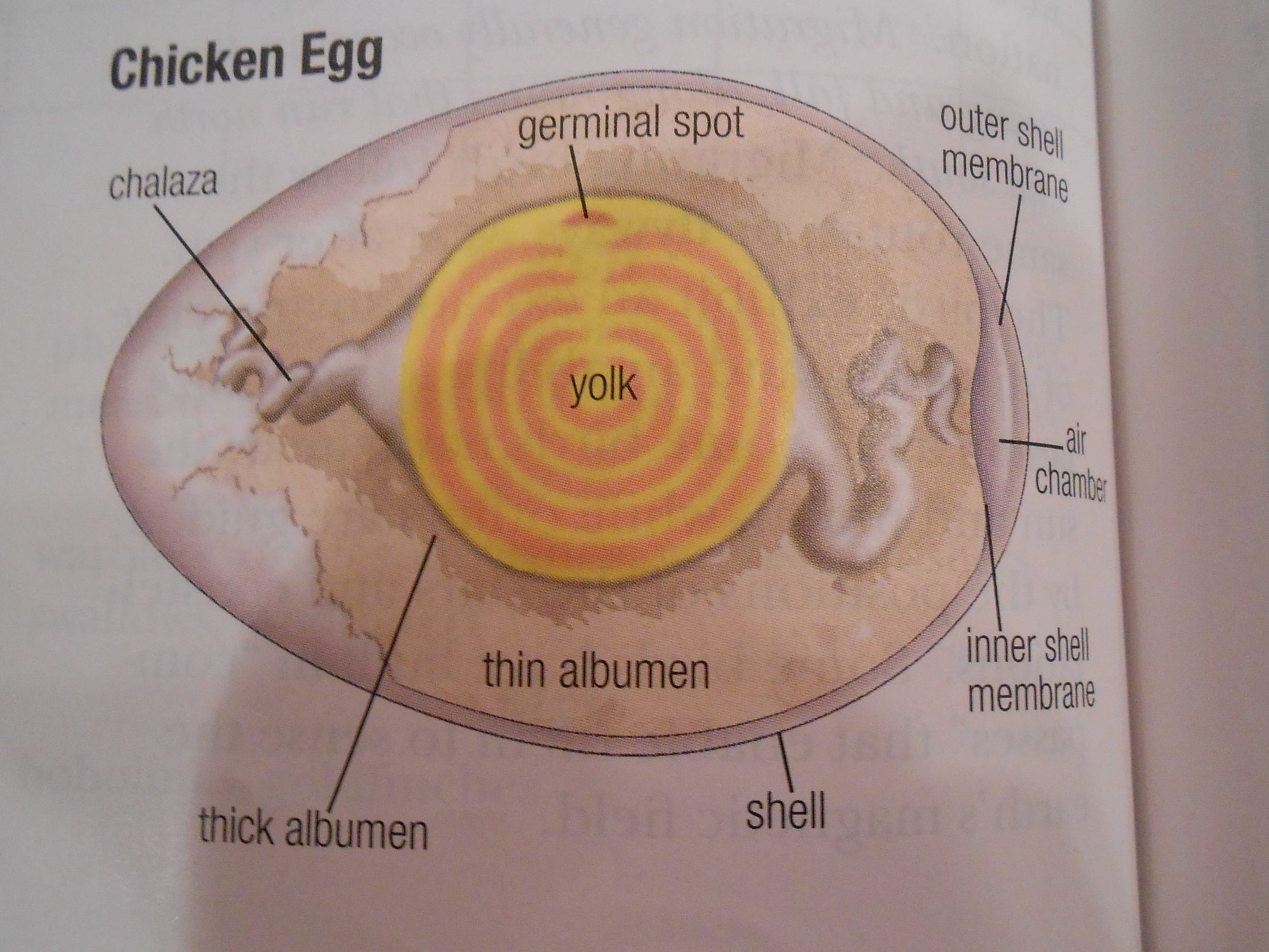 The intricate egg is a tribute to God's infinite wisdom. -Anonnymous 

 *compliments of Abeka