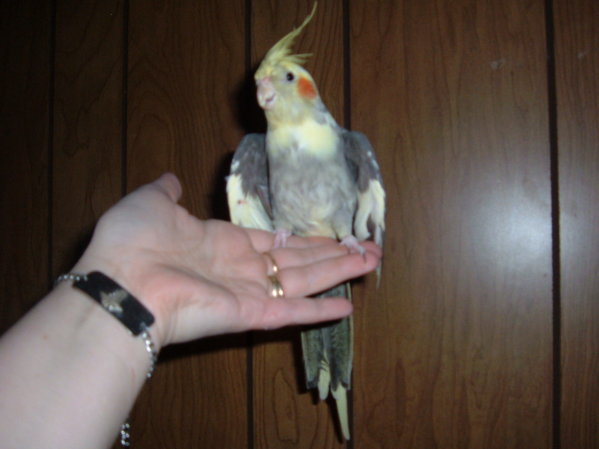The is BFH. the BIRD FROM HELL. it is a pied grey, has female mottled tail feathers, Flirts with everyone, sings with the best of my boys..... fell in love with Mudd.