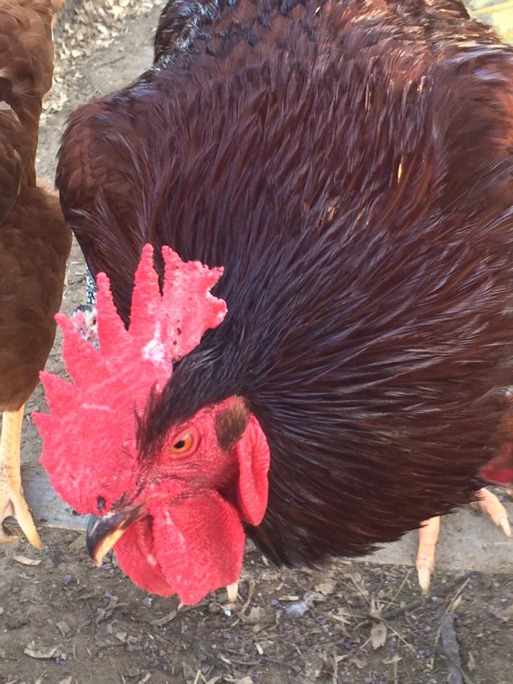 The Joker is not amused either