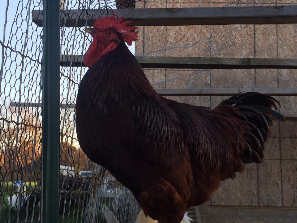 The Joker singing his own tune