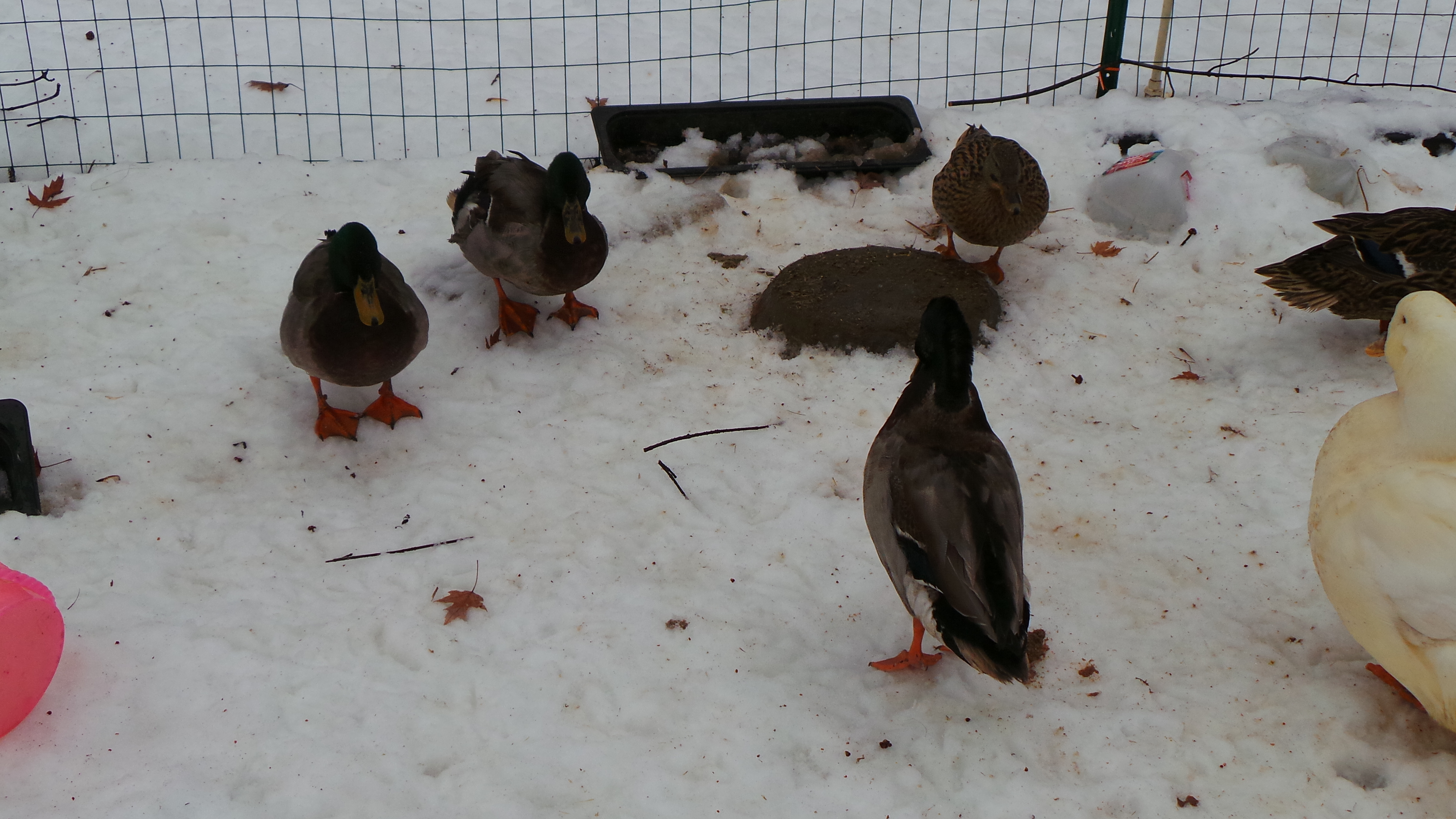The just can't wait already lineing up for the pool.
