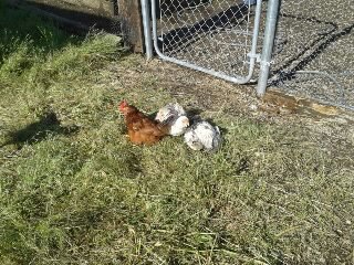 The kids napping