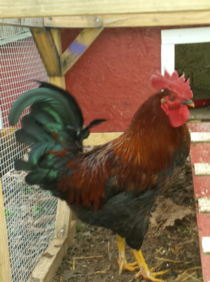 The king of the coop, Andy. His name is short for And Dressing, which he's been warned could be his fate if he ever gets aggressive with the kids or the hens.