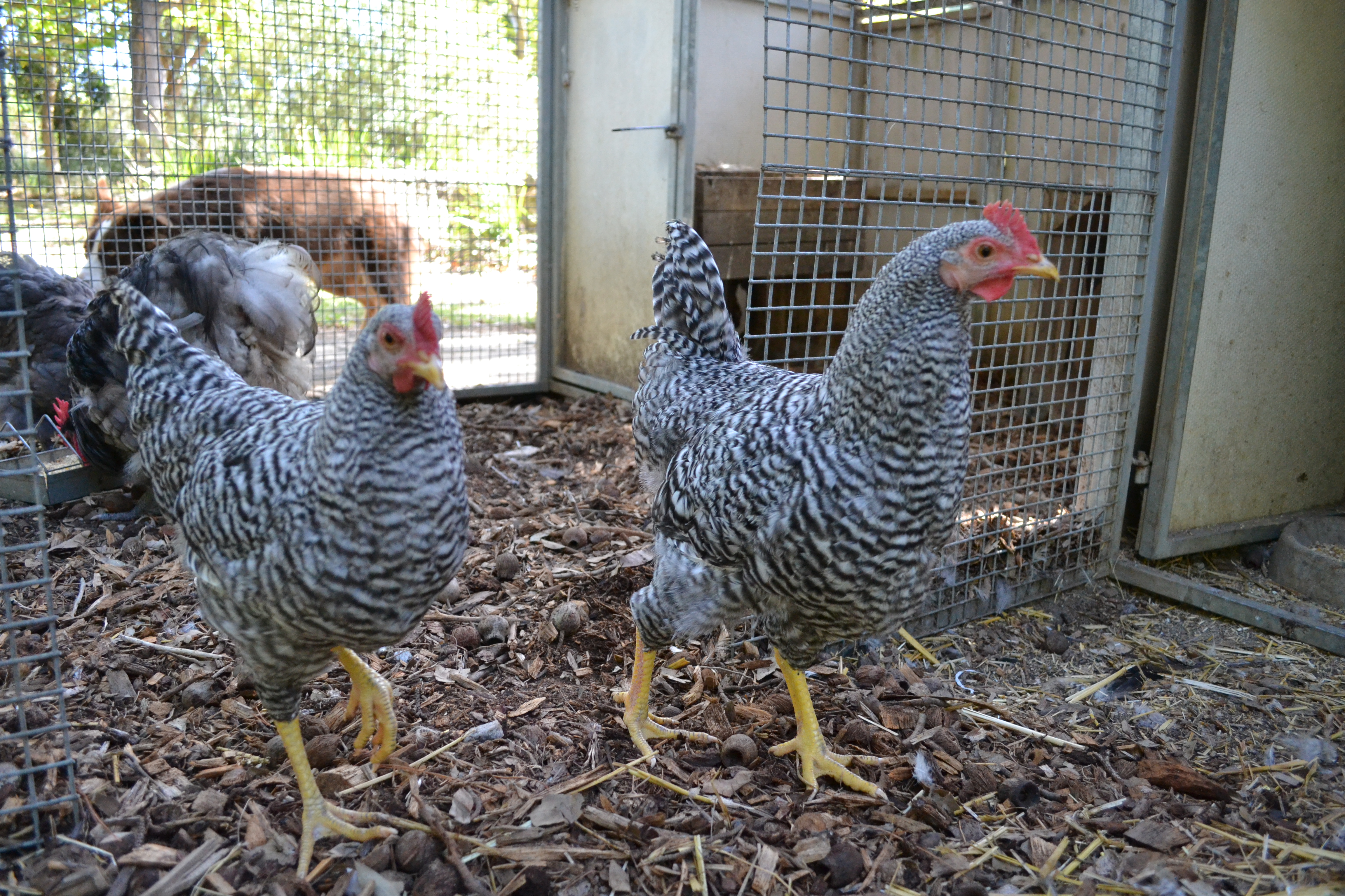 The "Koek-sisters" - My two lovely koekoeks, love to come for their daily scratch and perch on my head and shoulder. (Koeksister, is a local south African homemade sweet treat).