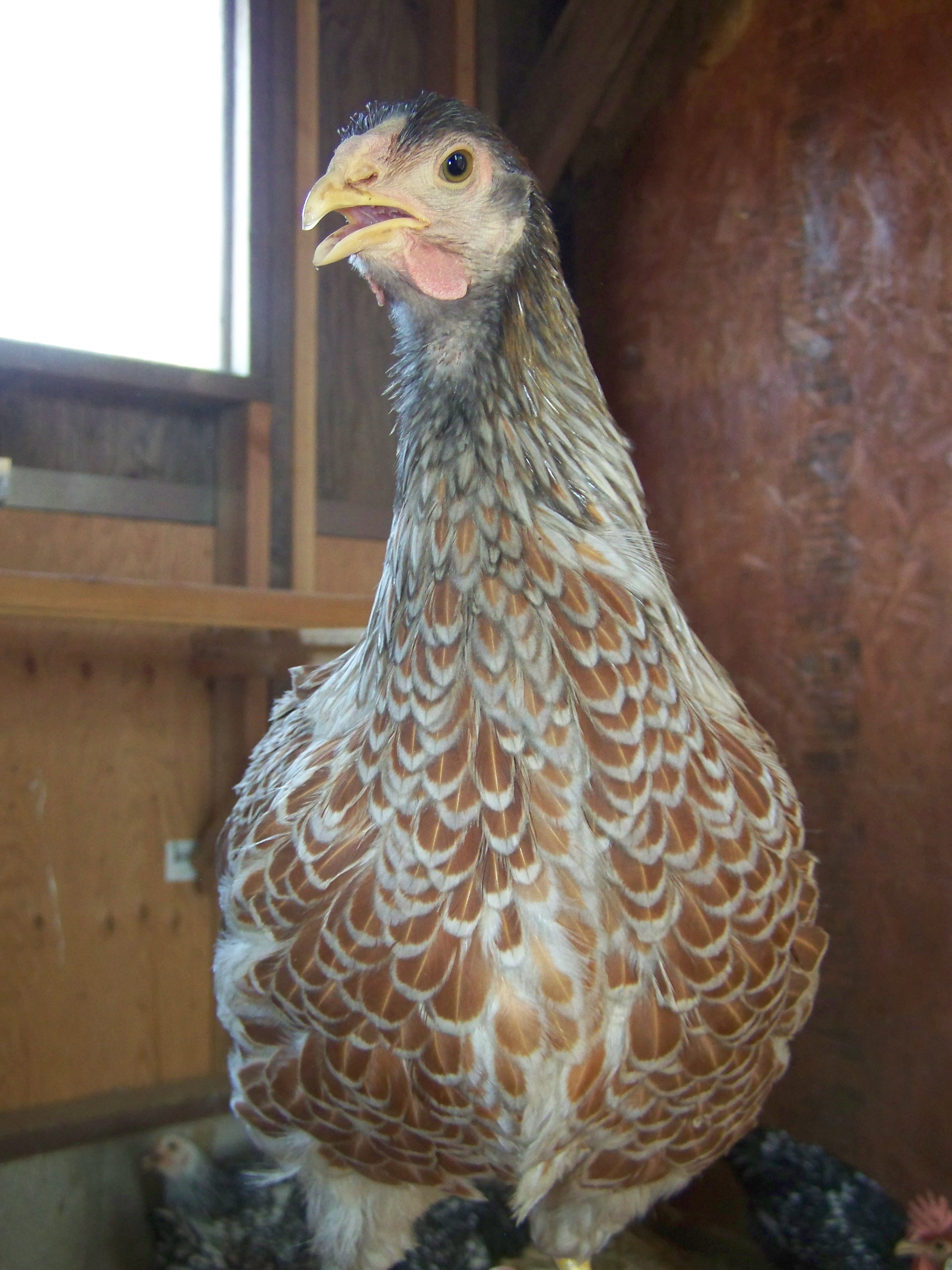 The lacing is so pretty!