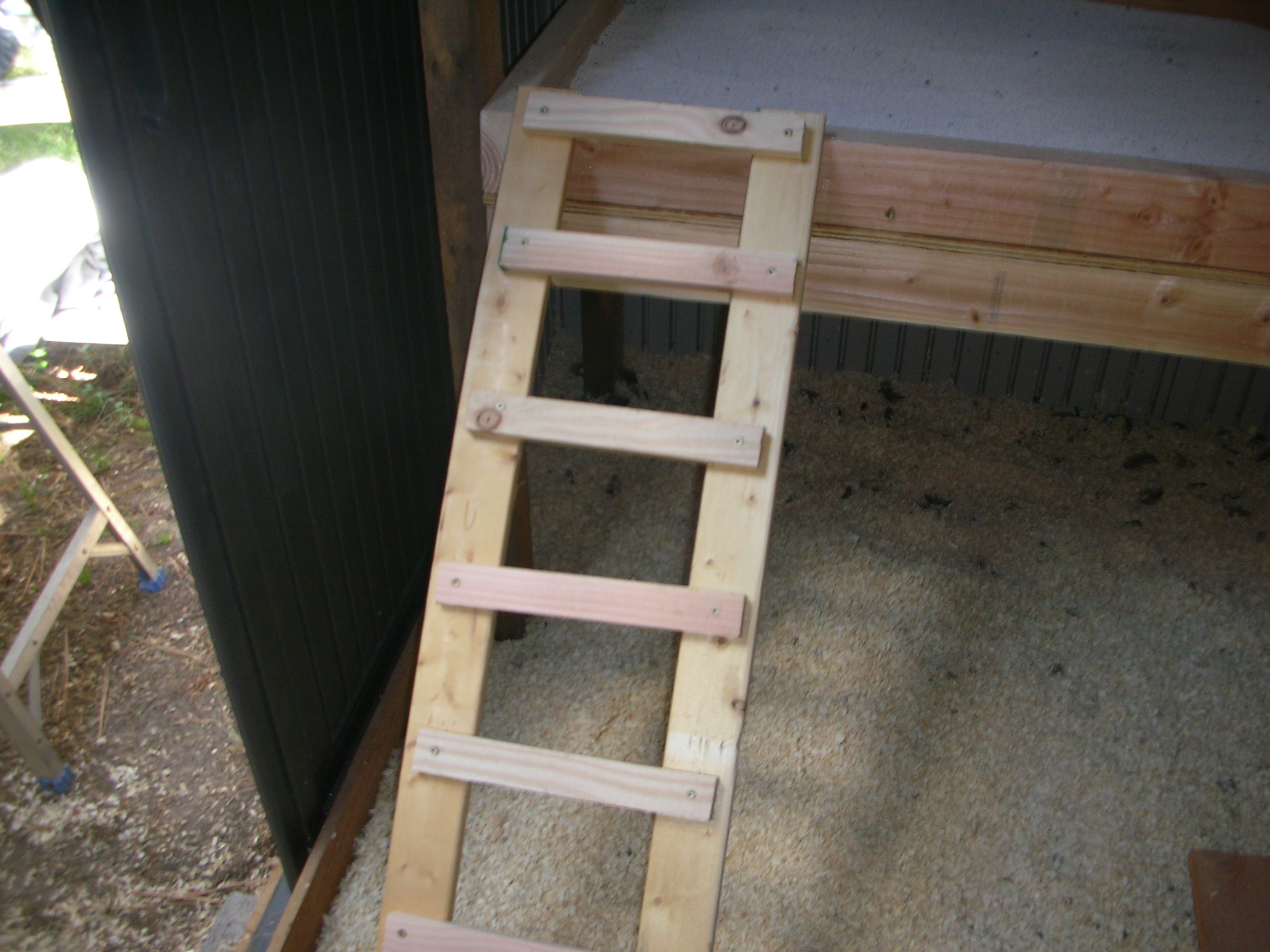 The ladder/ramp I built by myself going up to the roost/poop tray. I grant you it's a little crooked, but it works!