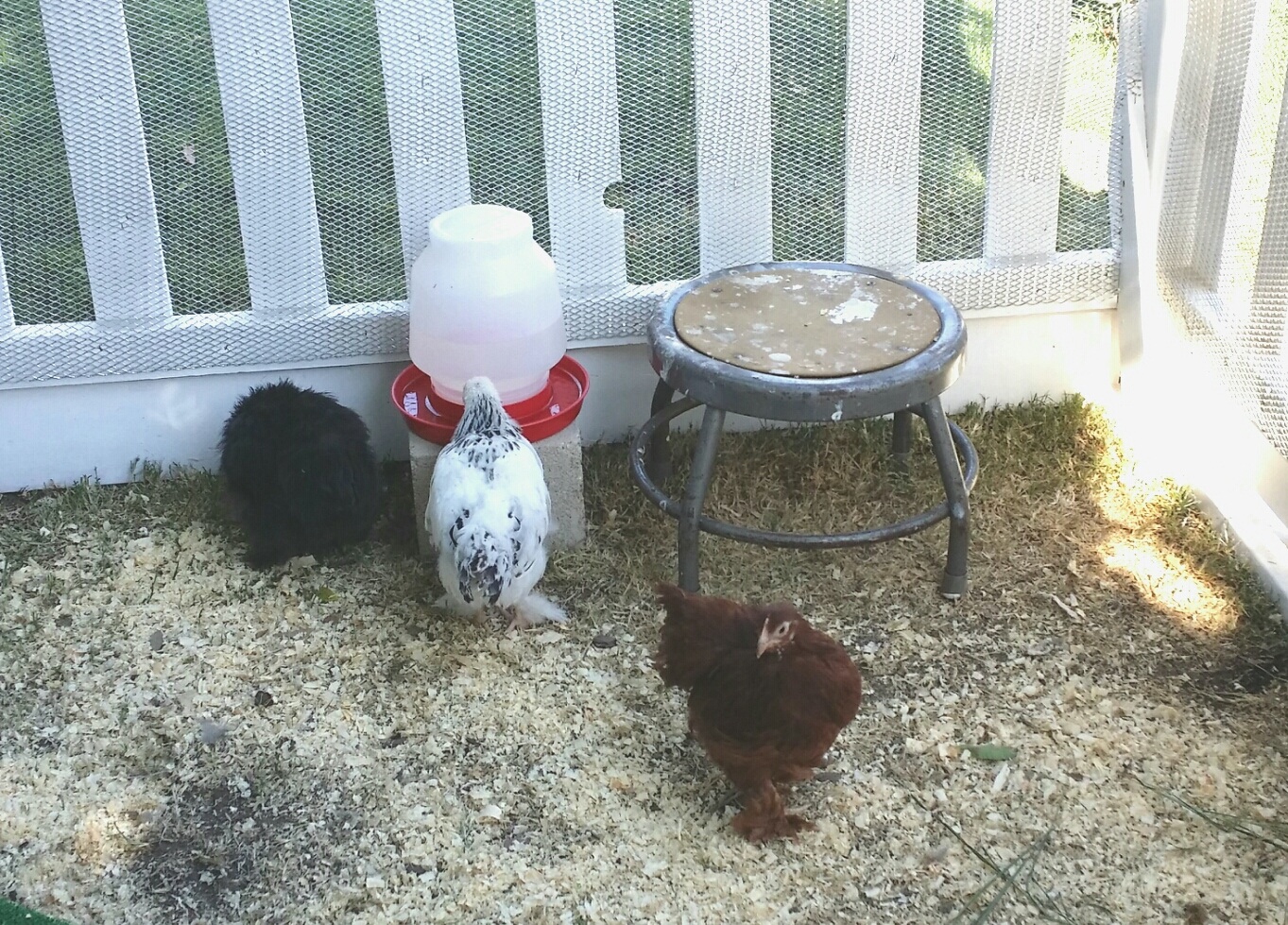 The ladies 8 weeks