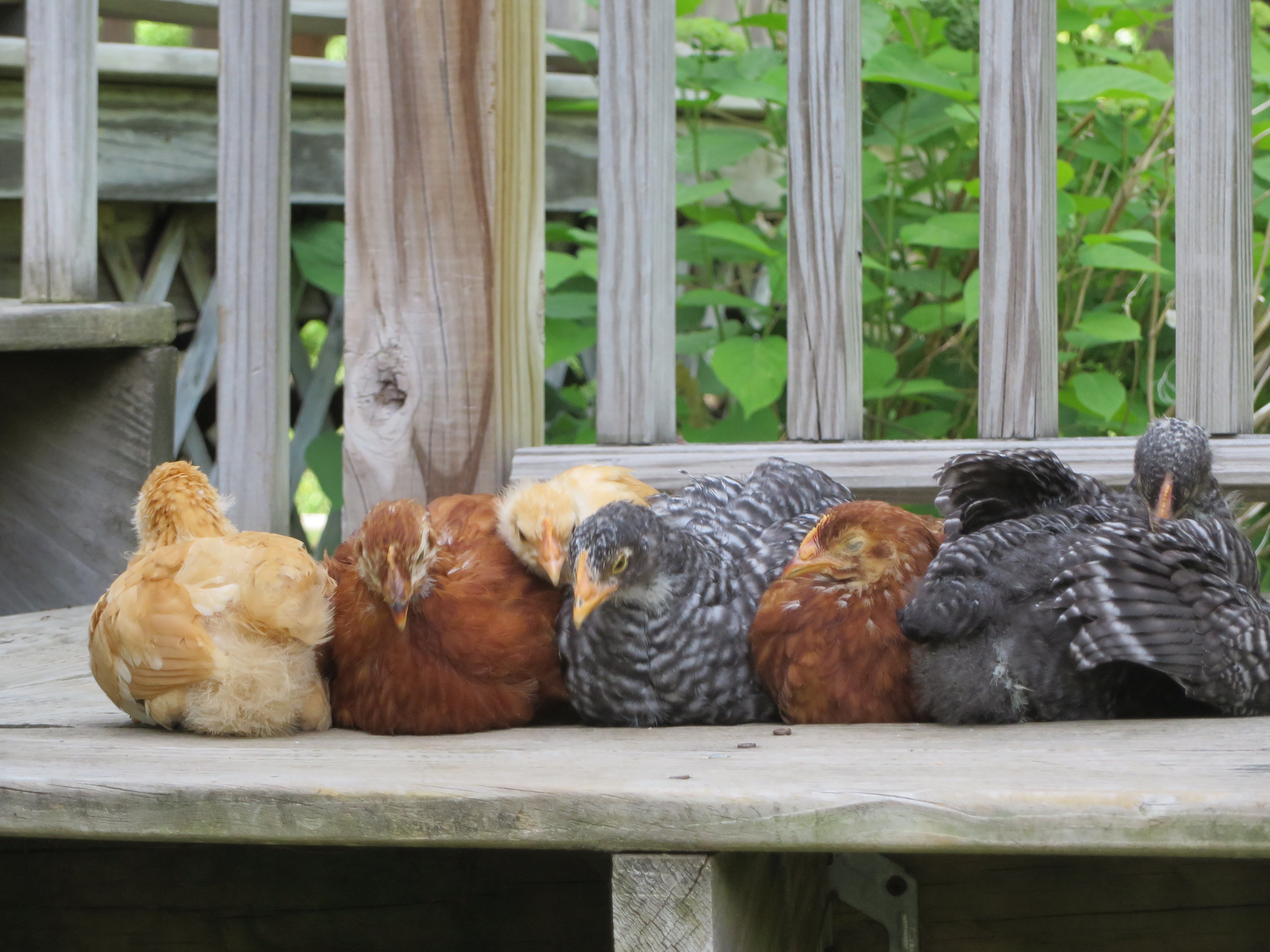 The ladies all lined up for a nap on our porch.
