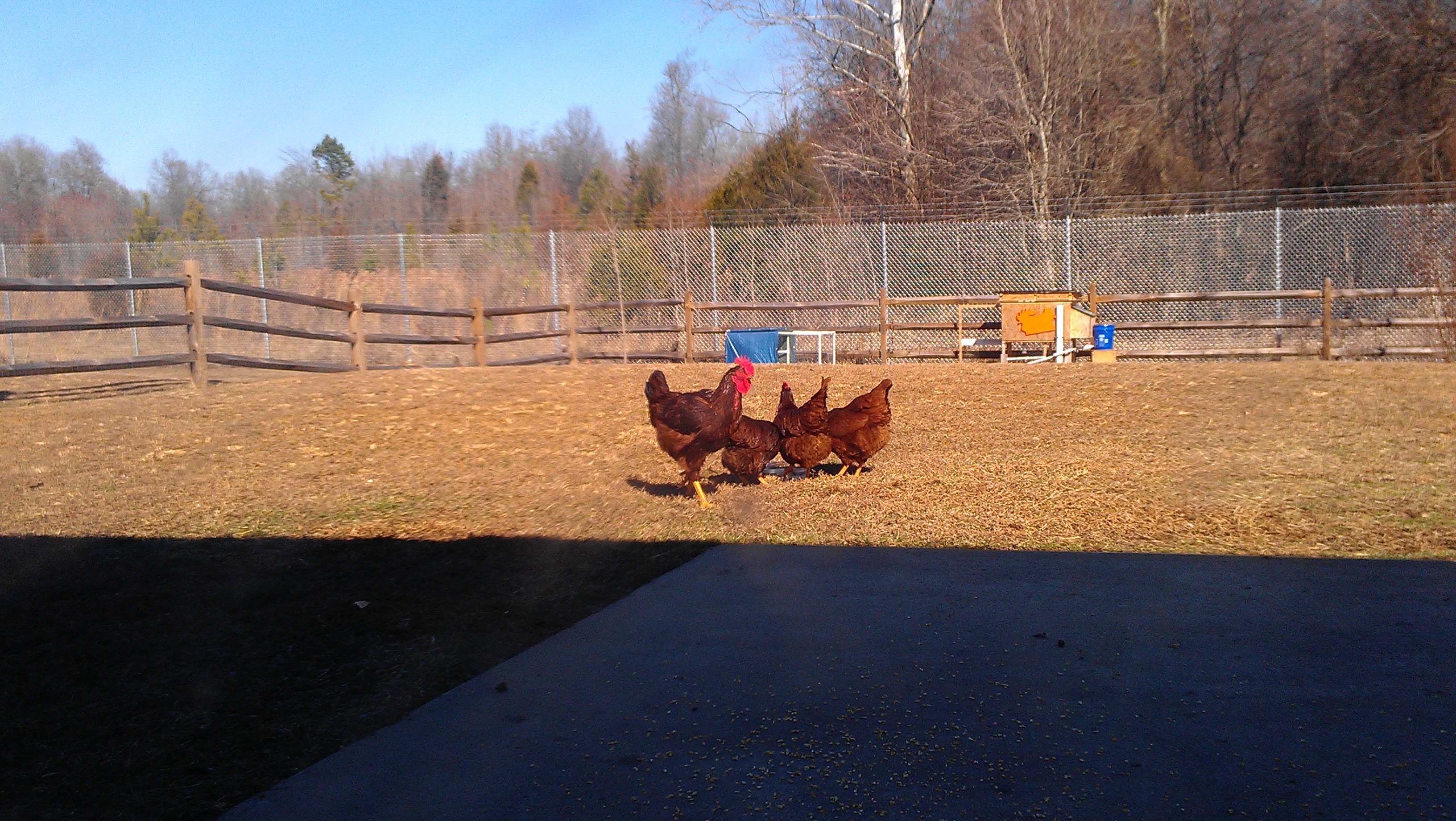 The ladies are finally starting to accept the roo.