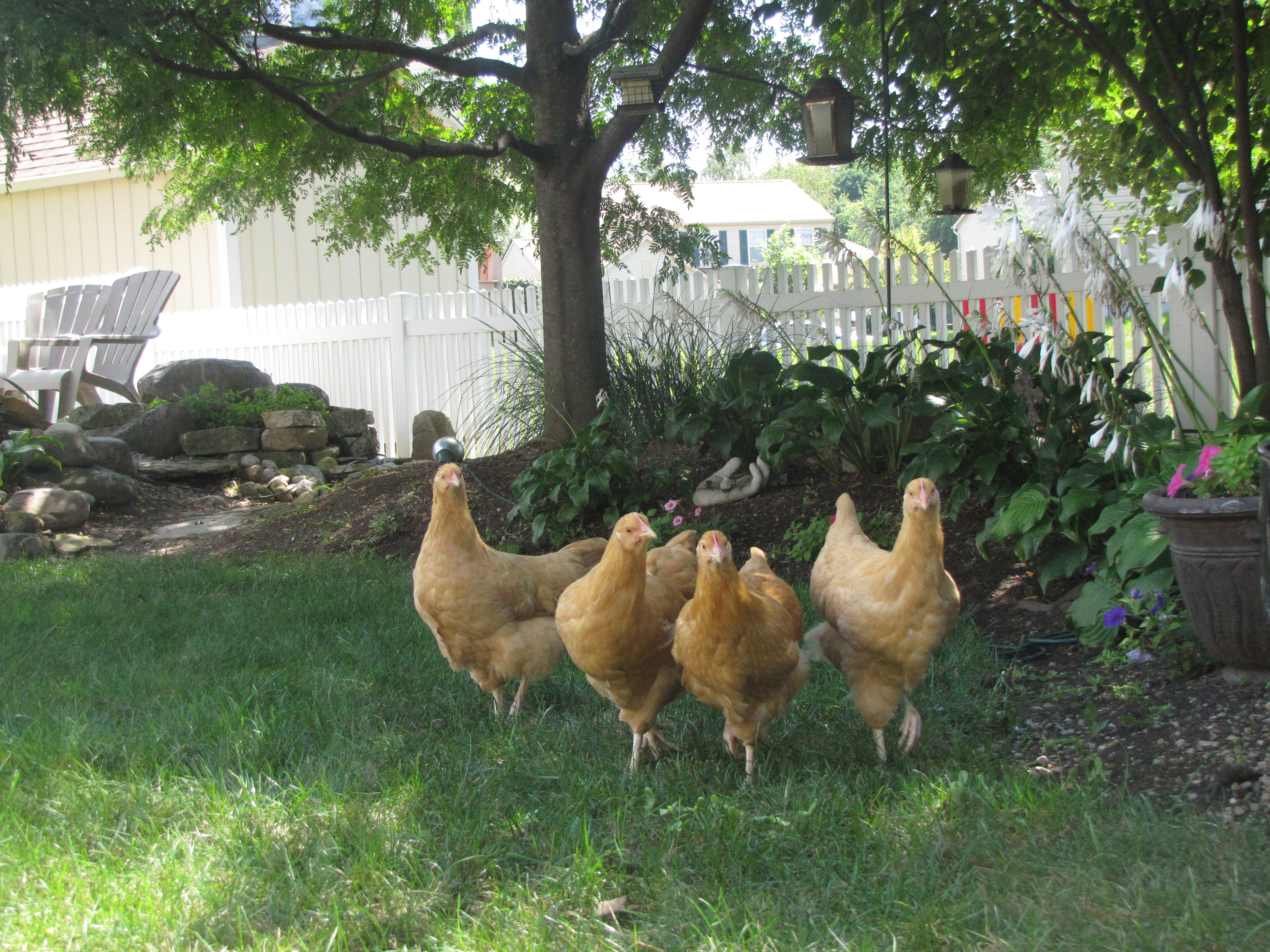 The ladies are out for a stroll; Daisy, Bessie, Millie, Sadie