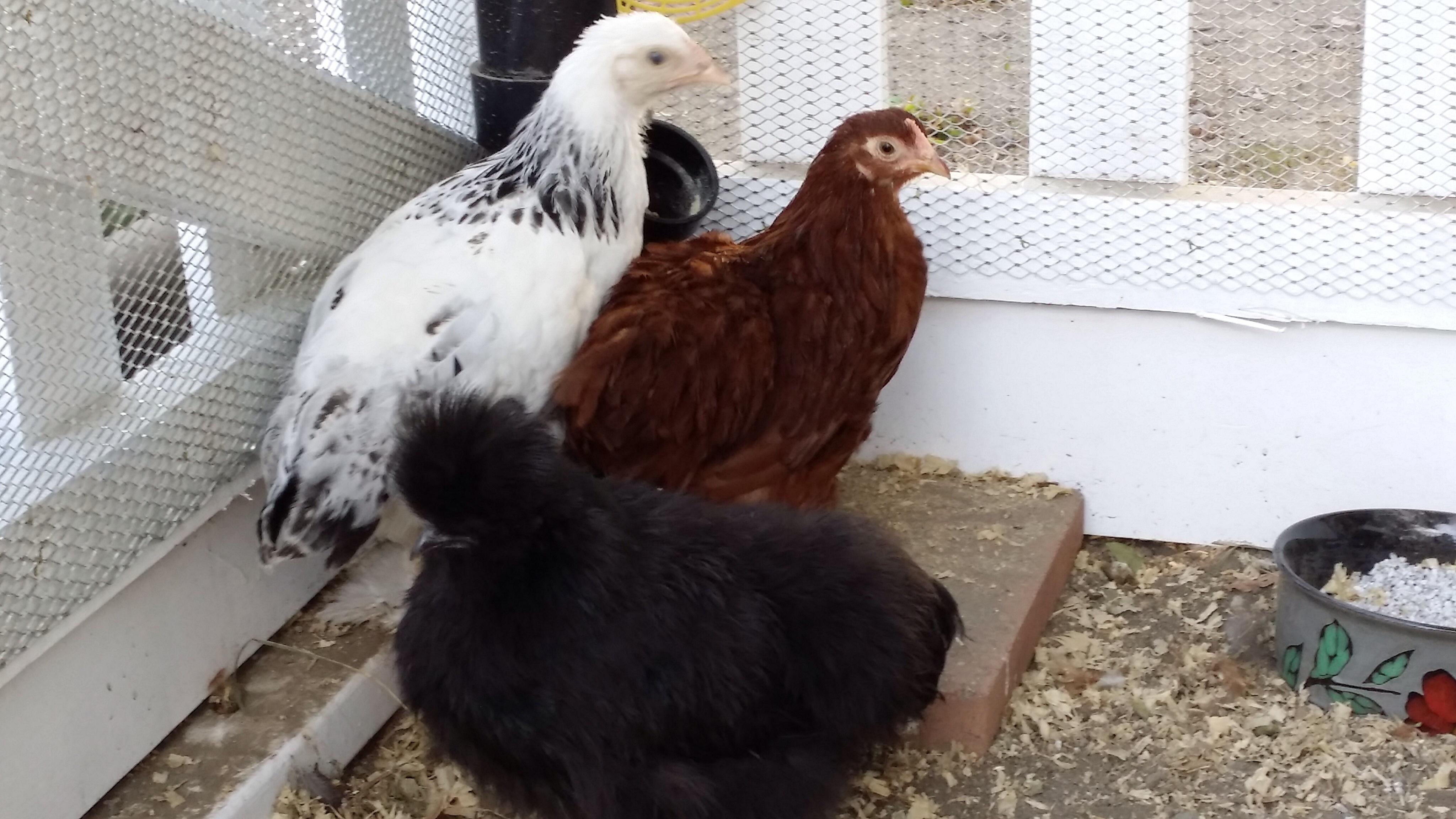 The ladies at 10 weeks