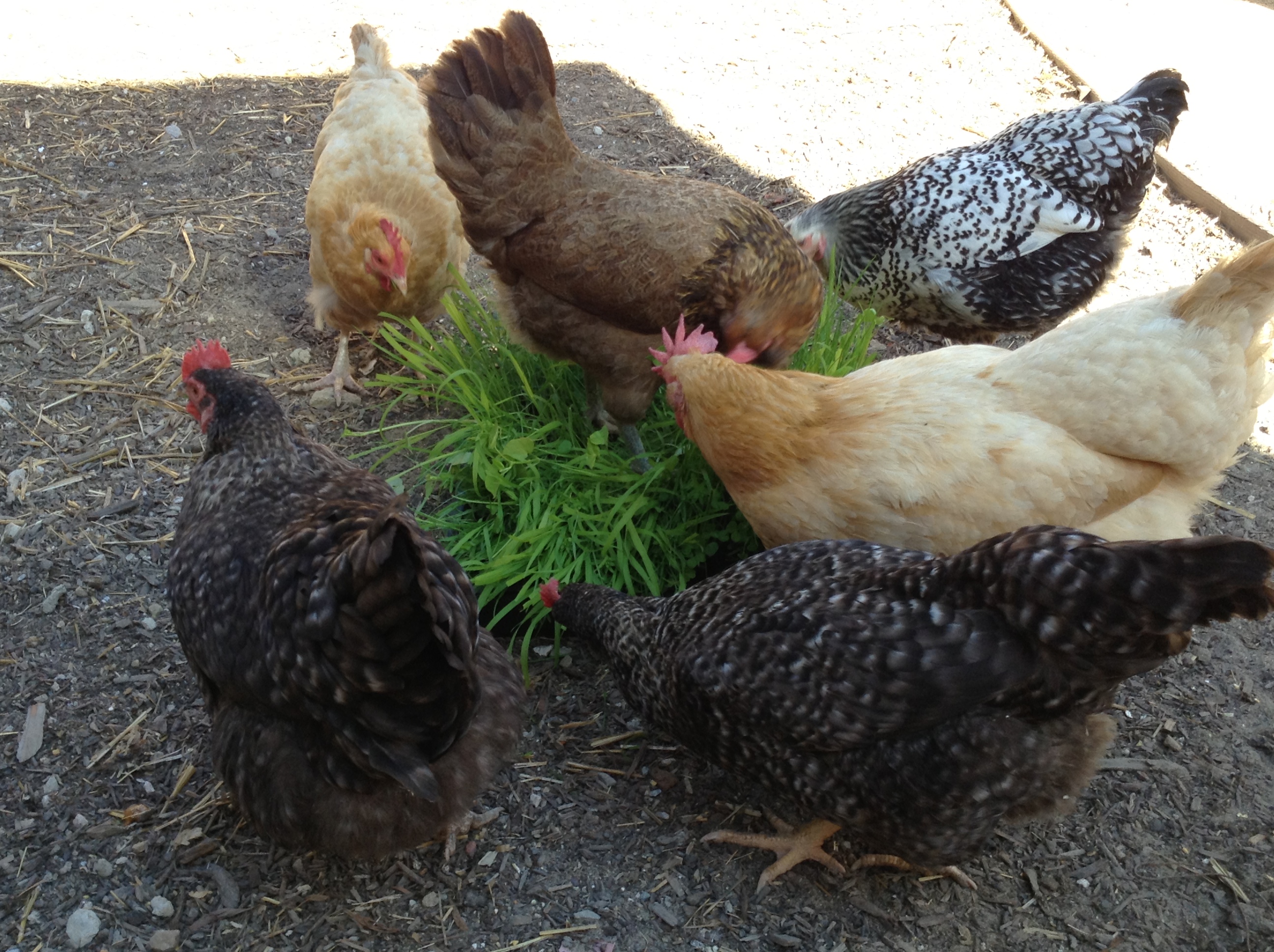 The ladies digging into a flat of Peaceful Valley Omega-3 Chicken Forage Blend.