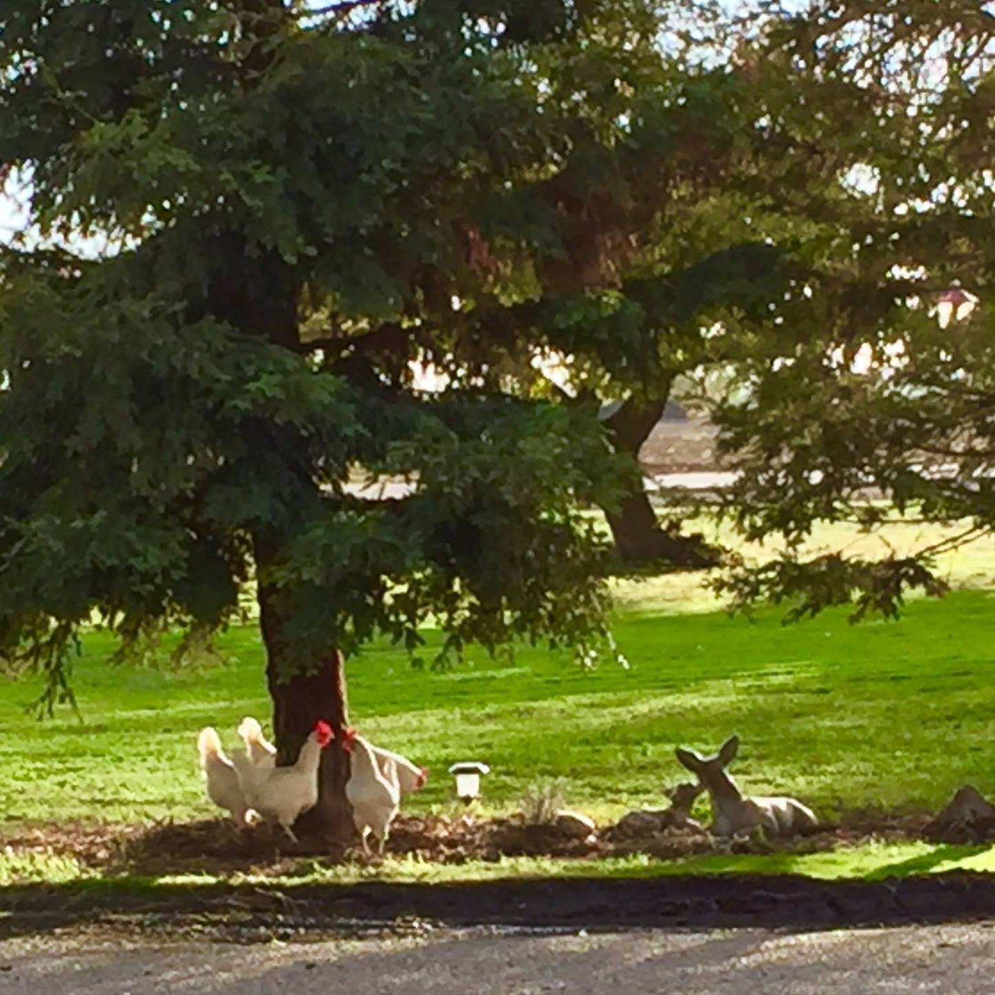 The ladies enjoy a game of ring around the redwoods on a January day in the CA sunshine.