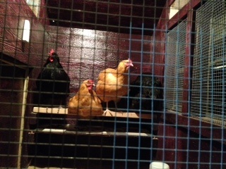 The ladies getting ready for bed. The lights go out at 6:30pm over here.
