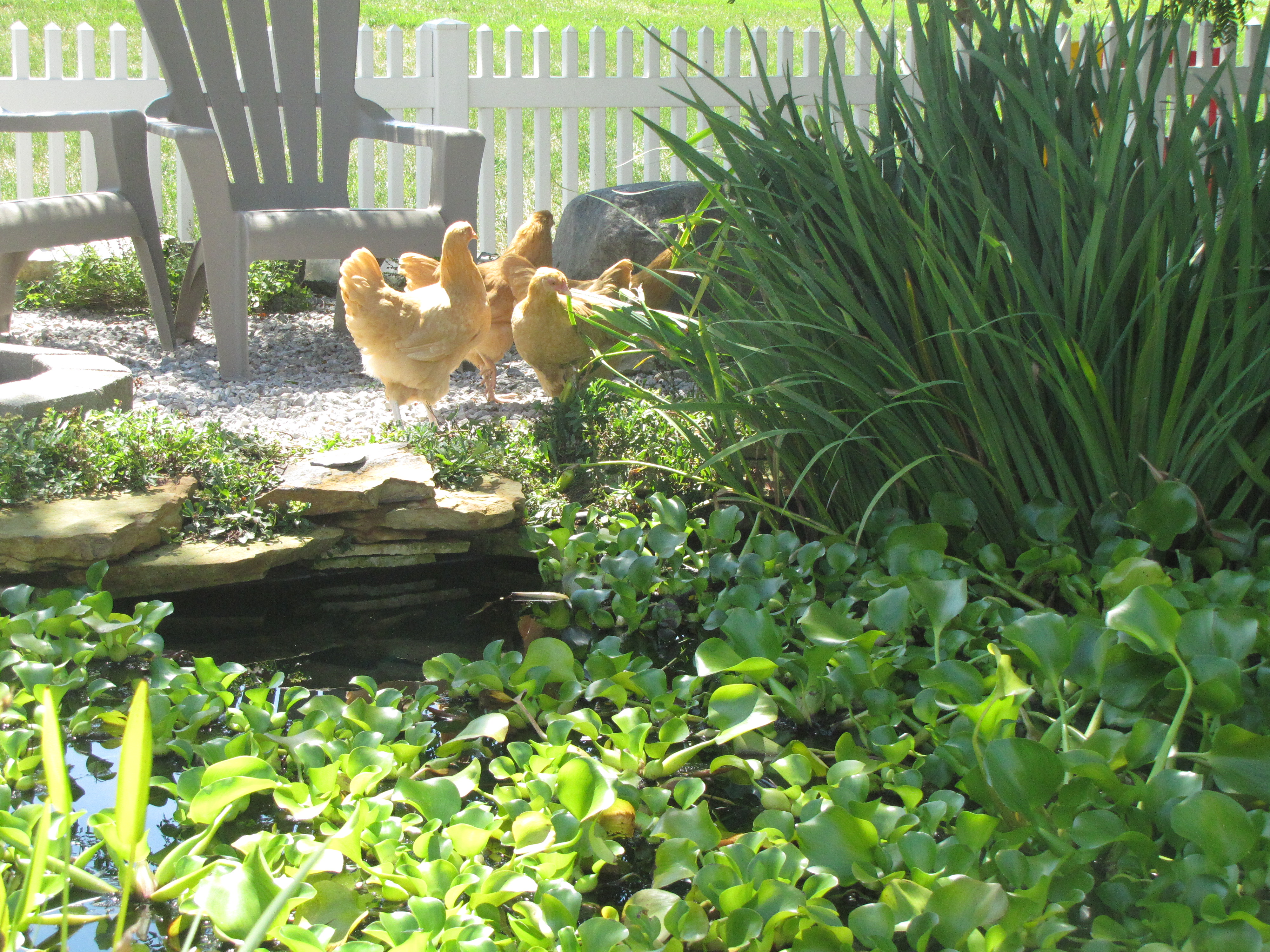 The ladies have discovered the fish pond.