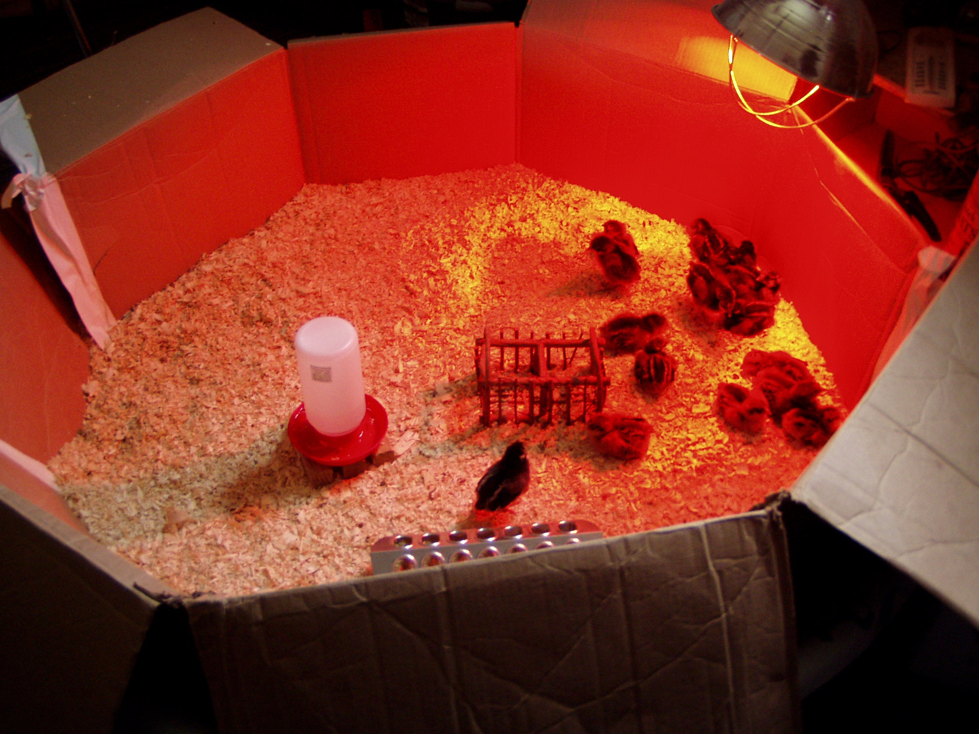 The Ladies in our swimming pool brooder.