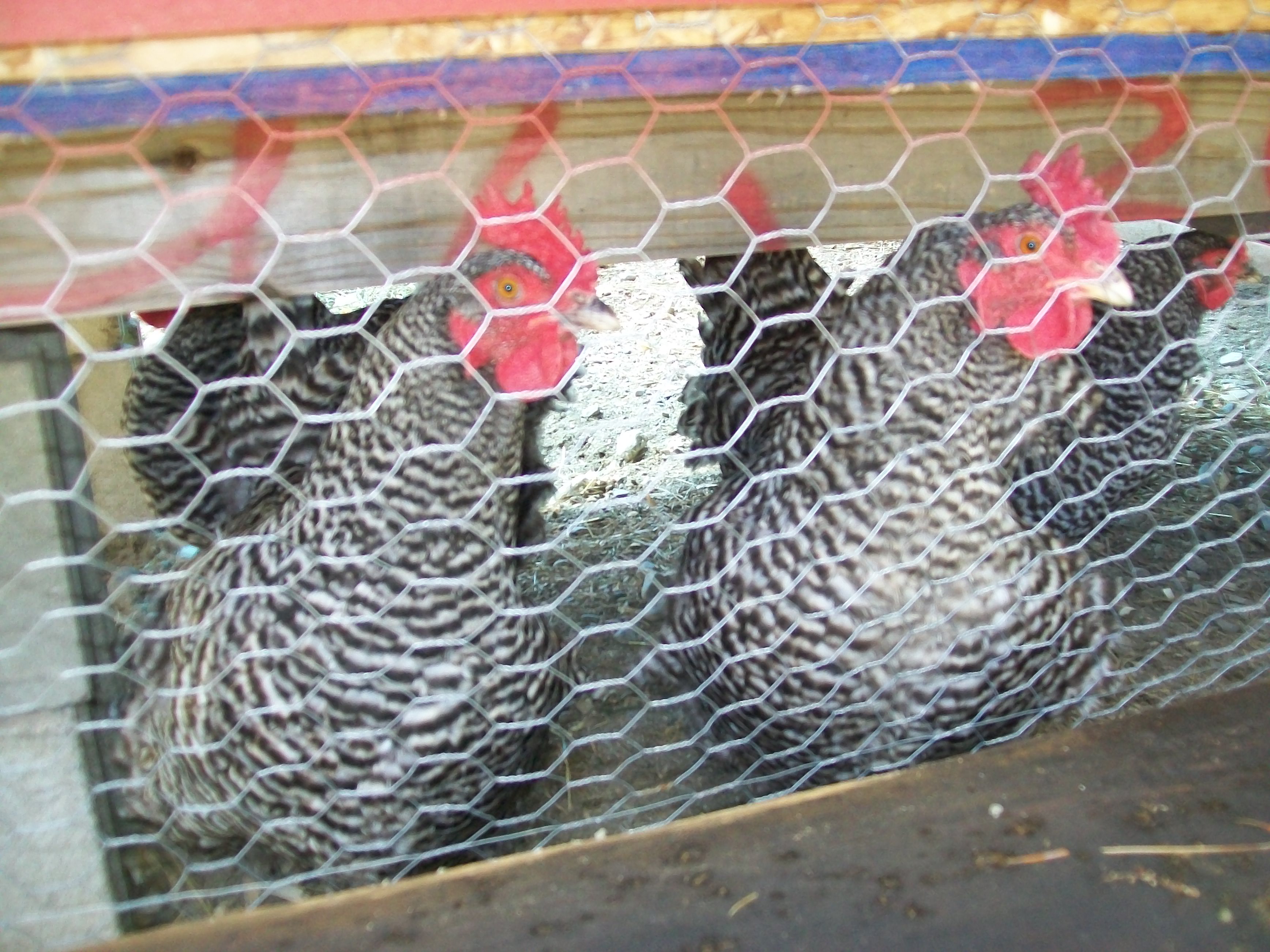 The Ladies
My Laying Hens