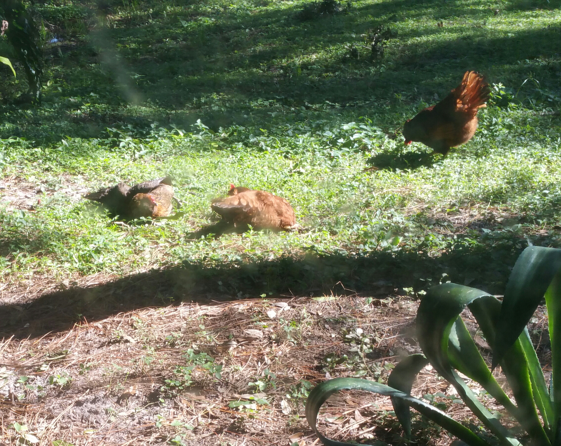 the ladies taking a sunbath