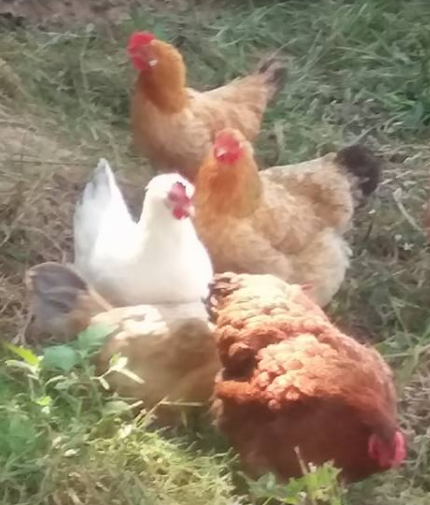 The Ladies