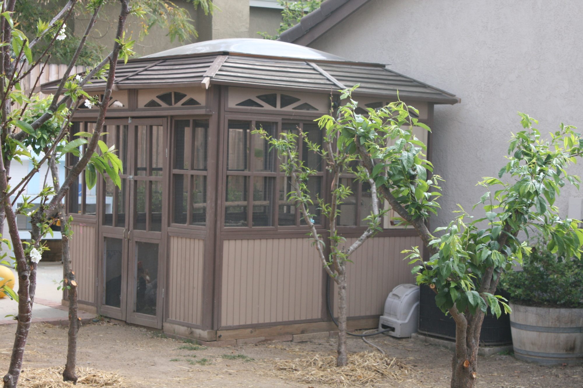 The Large Gazebo Coop.  I salvaged an old spa gazebo and turned it into a nice walk-in chicken coop.