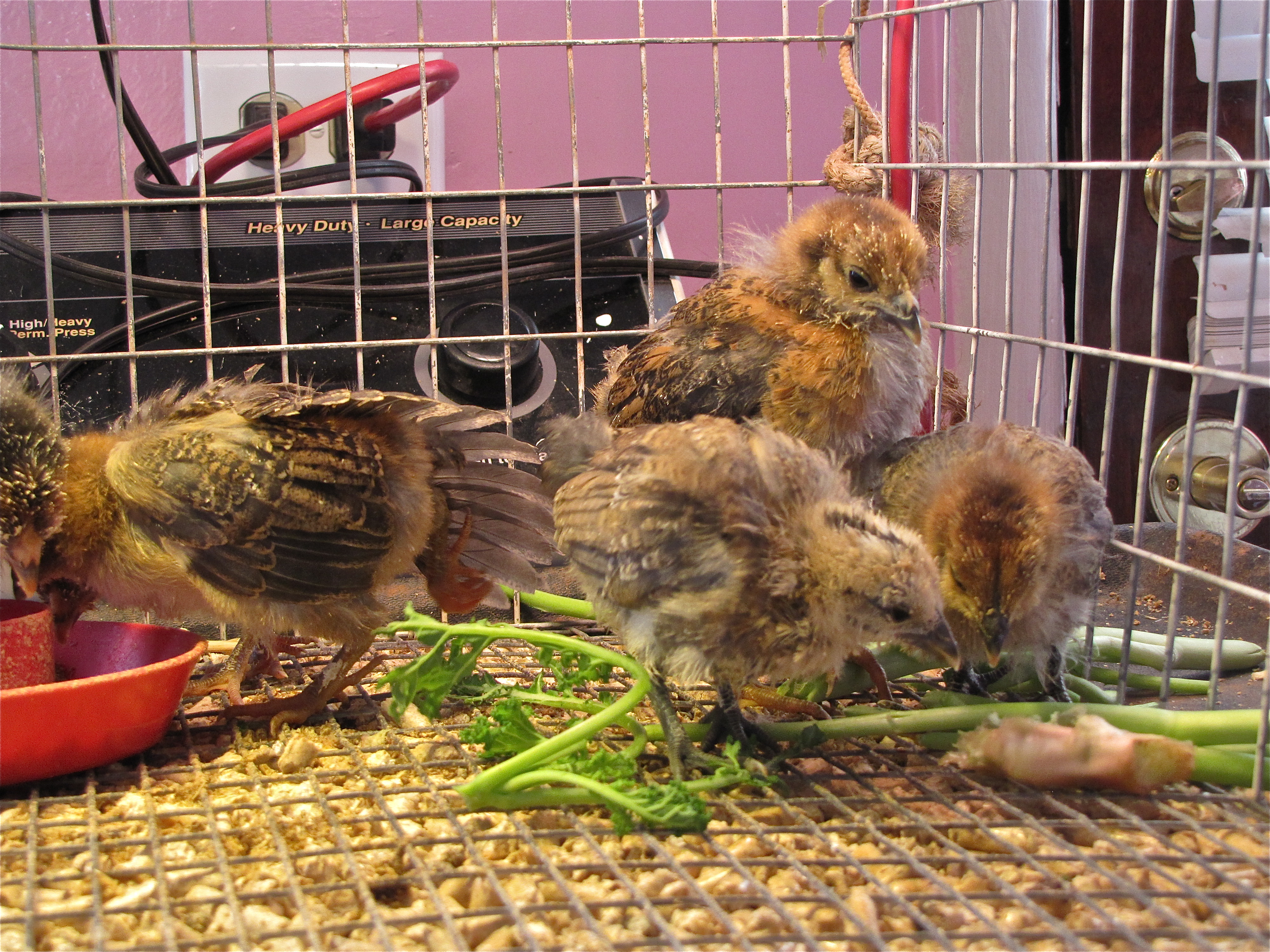 The largest chick, does this mean it is a male ?