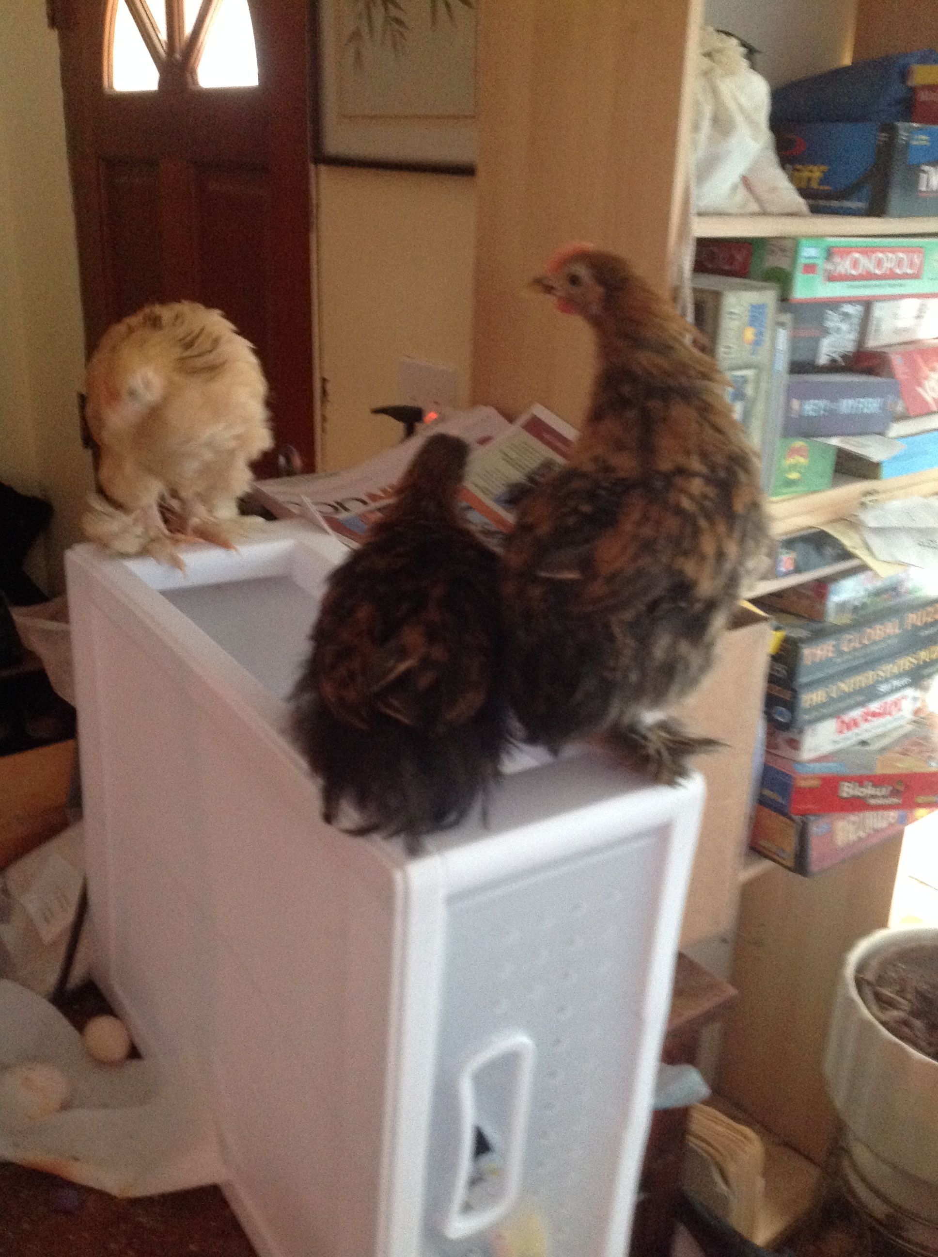 The largest Cochin cockerel is for sale. $5 plus shipping if needed.