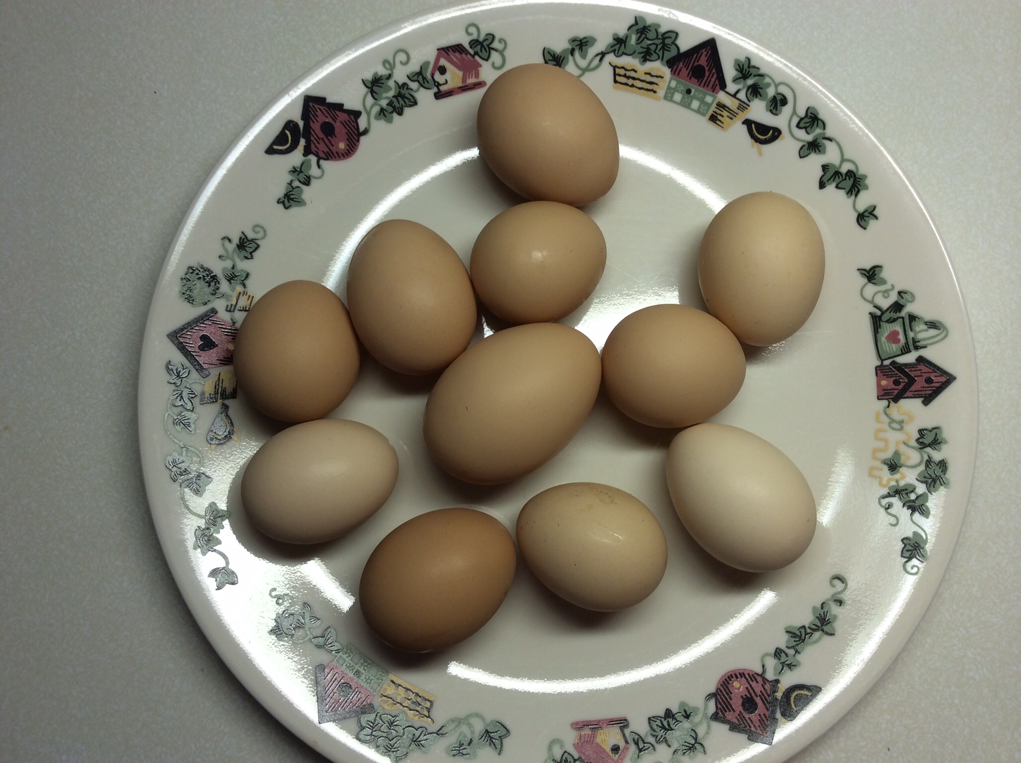 The largest egg turned out to be a double yolk!!