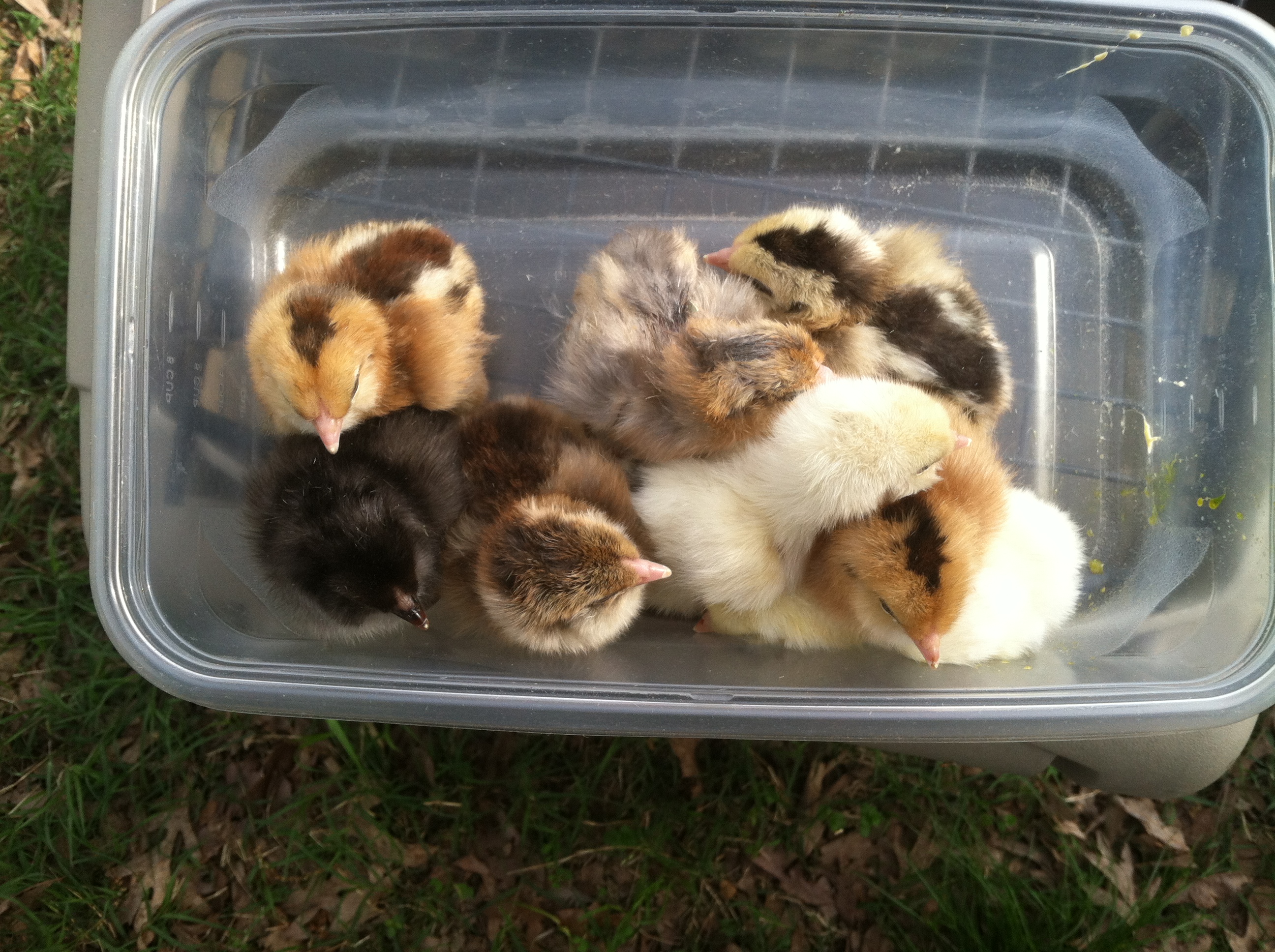 the last 8 of 16 Easter Eggers Easter 2014 HAL.