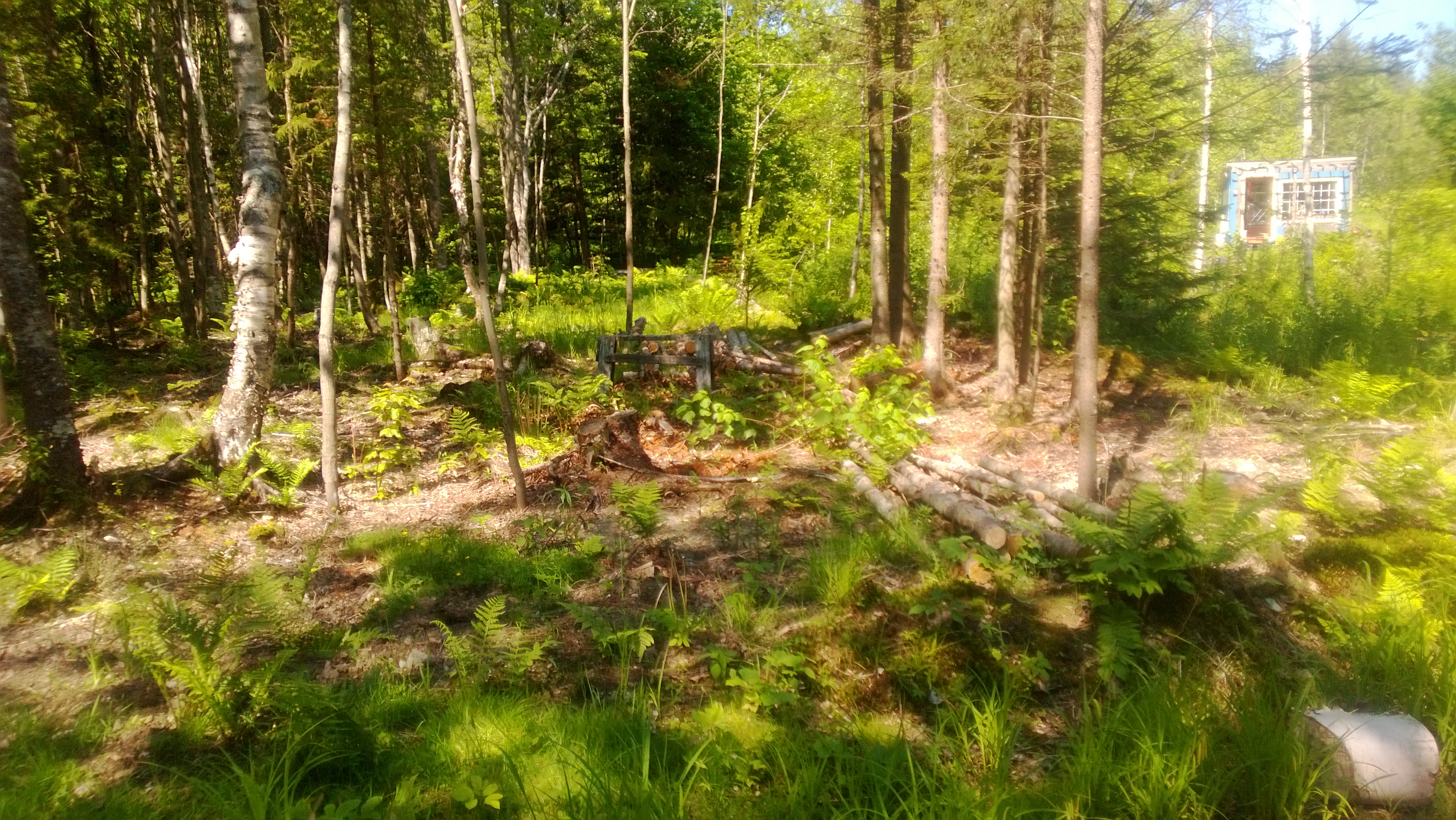 the last of the logs to peel and prepare