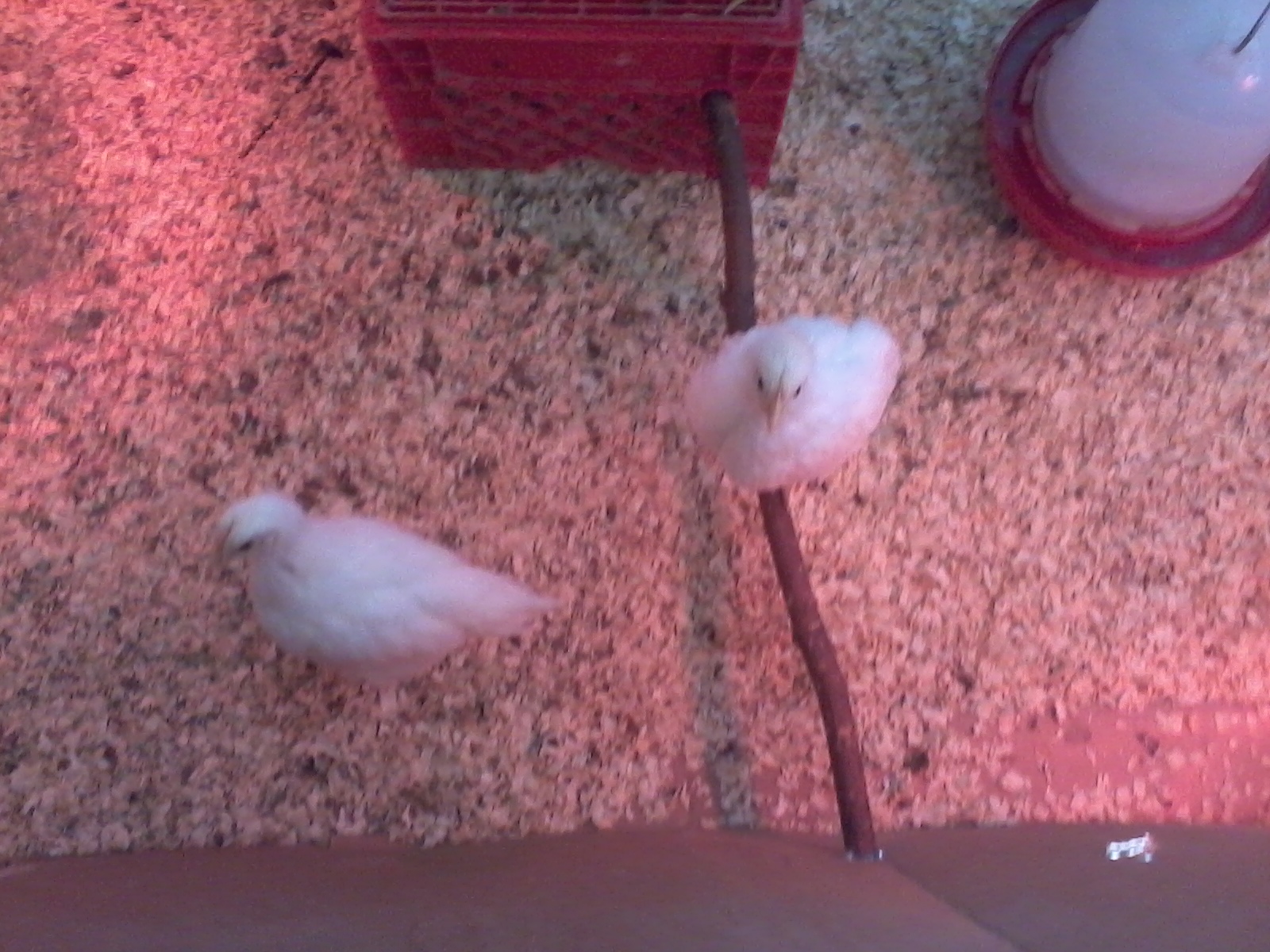 The leghorns :) (4 Weeks)