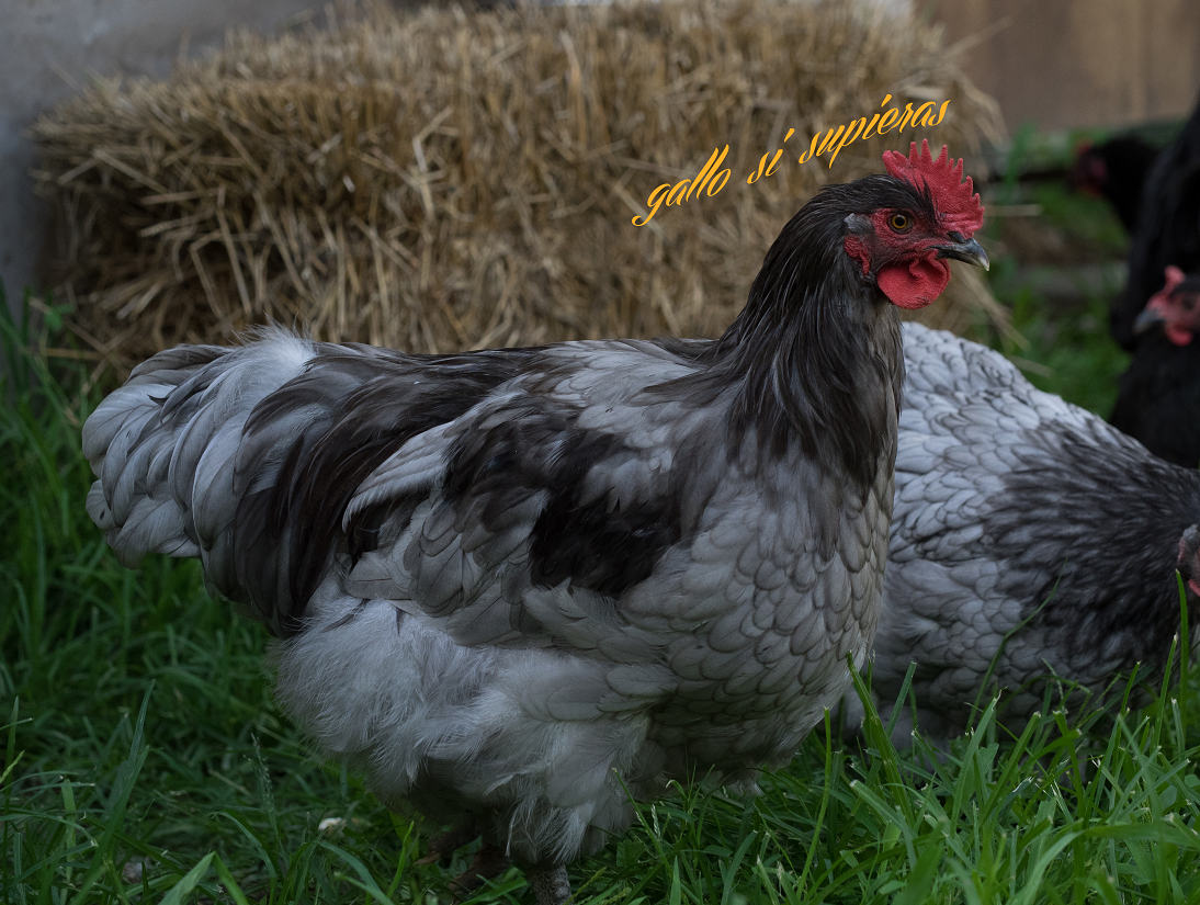 The light blue rooster: side view at 5 1/2 mos.