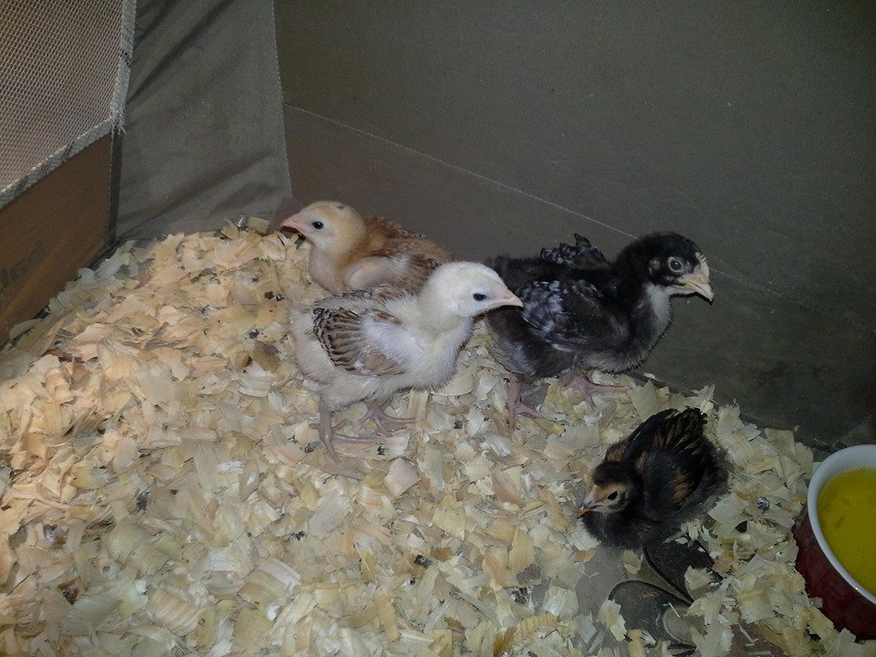 The lightest color of all the chicks is 1 of the 3 EE type I now own. Her name is now Sunshine.