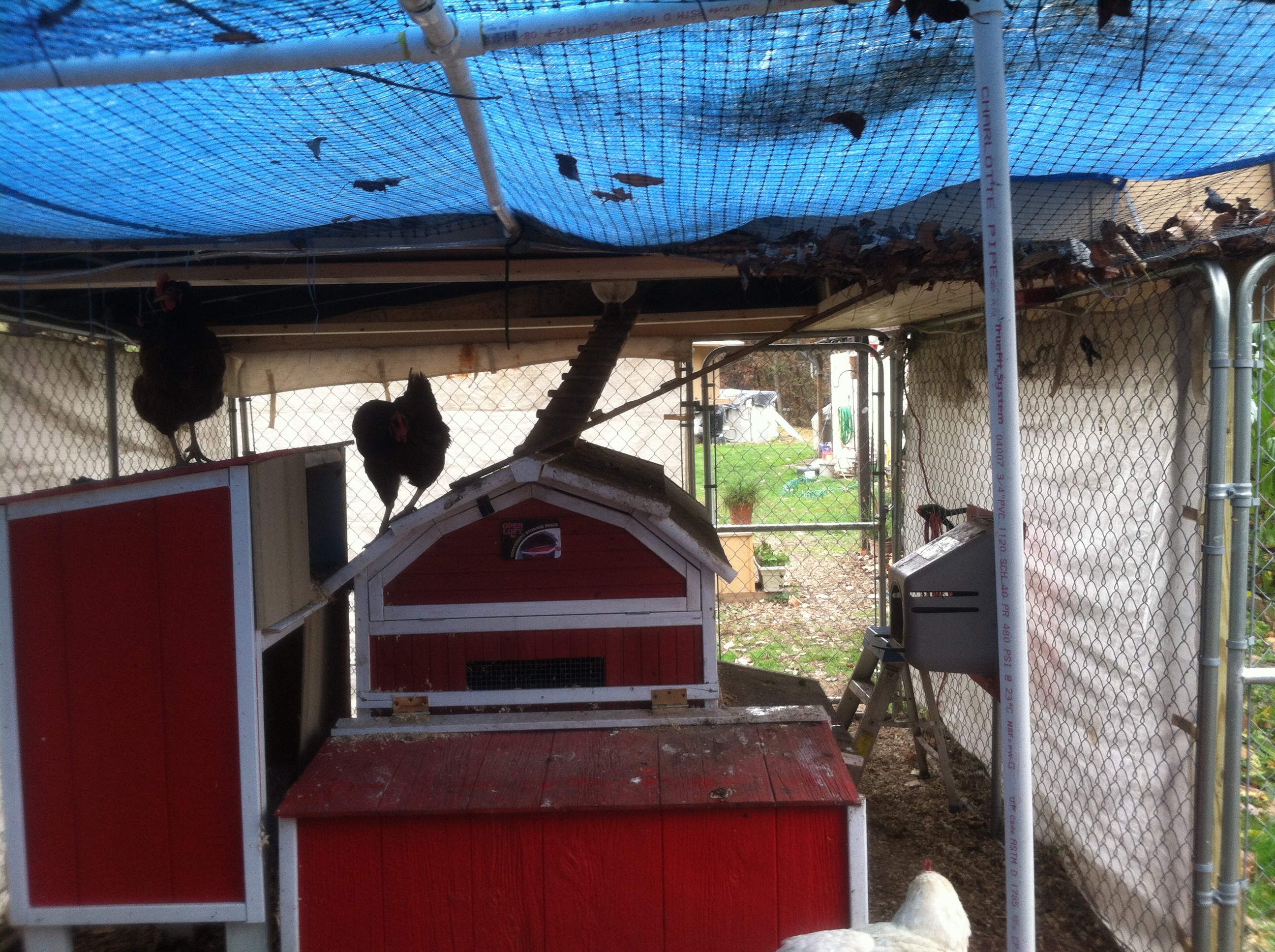 The lil red barn with a couple of add ons. They refuse to sleep in there, they prefer up top in the rafters.