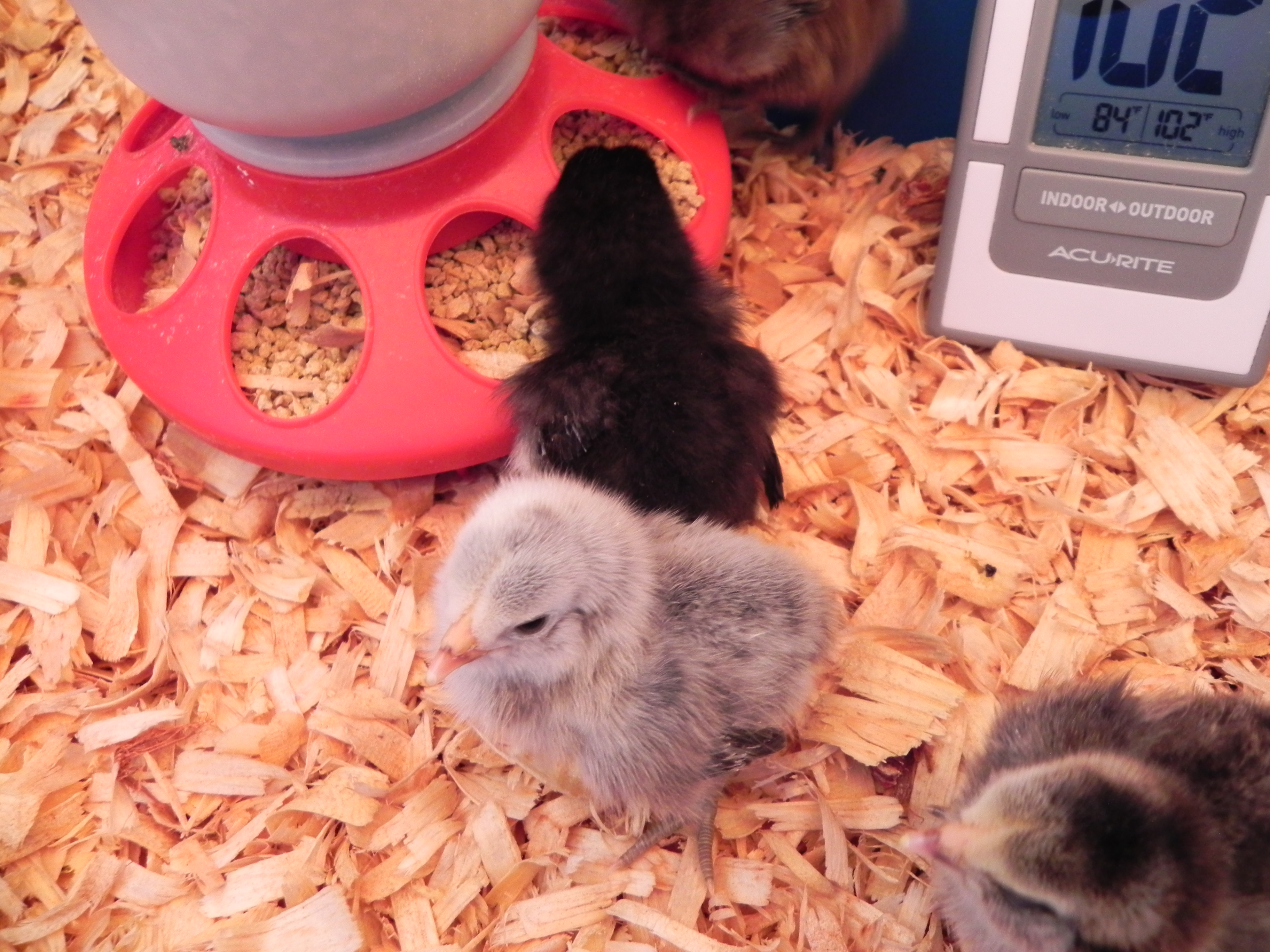 The little black EEer bantam has leg feathers.