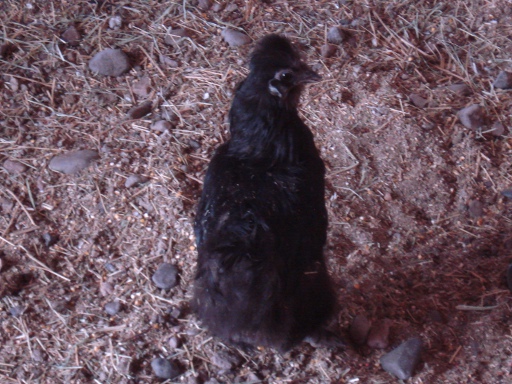 The little broody girl!