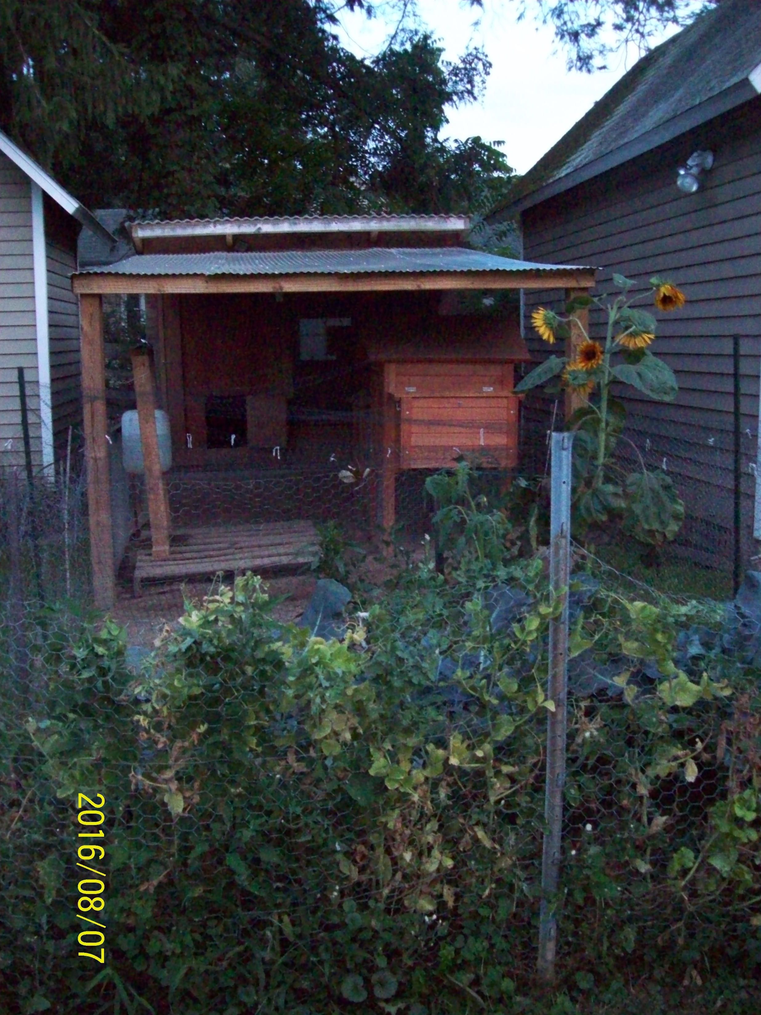 The little coop inside the run is for broodies(mostly to break), grow-outs and meat birds.
We decided it would work better for us to just keep it in there instead of removing it every time.

To really clean it after each use, i do use bleach-soap & water, after that dries completely, it gets a very good spray down of homemade 'natural' spray.
 (lots of citrus oils/ spices/herbs + vinegars)
We use sand to cover the bottom of the small coop run  area & pull out tray. Makes clean up super easy, also keeps toes clean & dry.