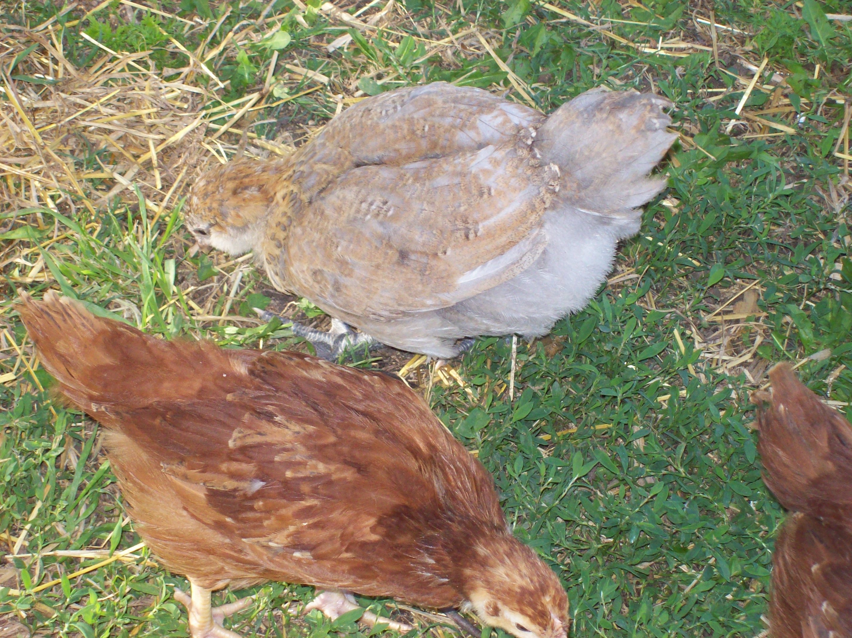 The little Gray one is my EE I think it's a Hen I hope age I think is around 7 or 8 weeks I call her Gracie the other one is I think what they call production Reds hopefully it's a hen named her Celery.