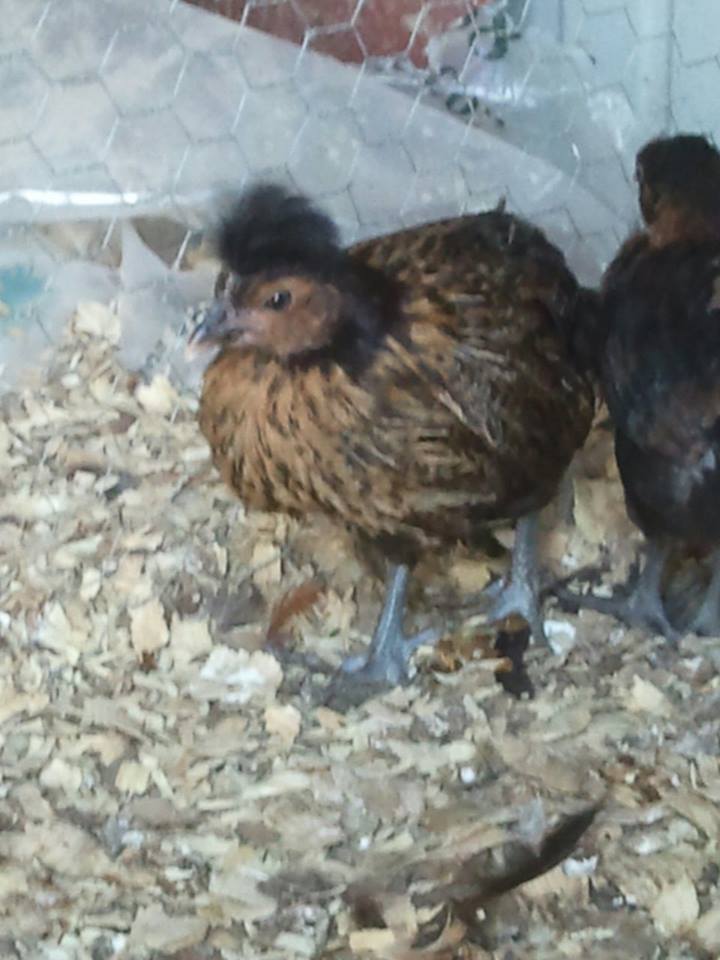 *
the little one is from the first round of babies