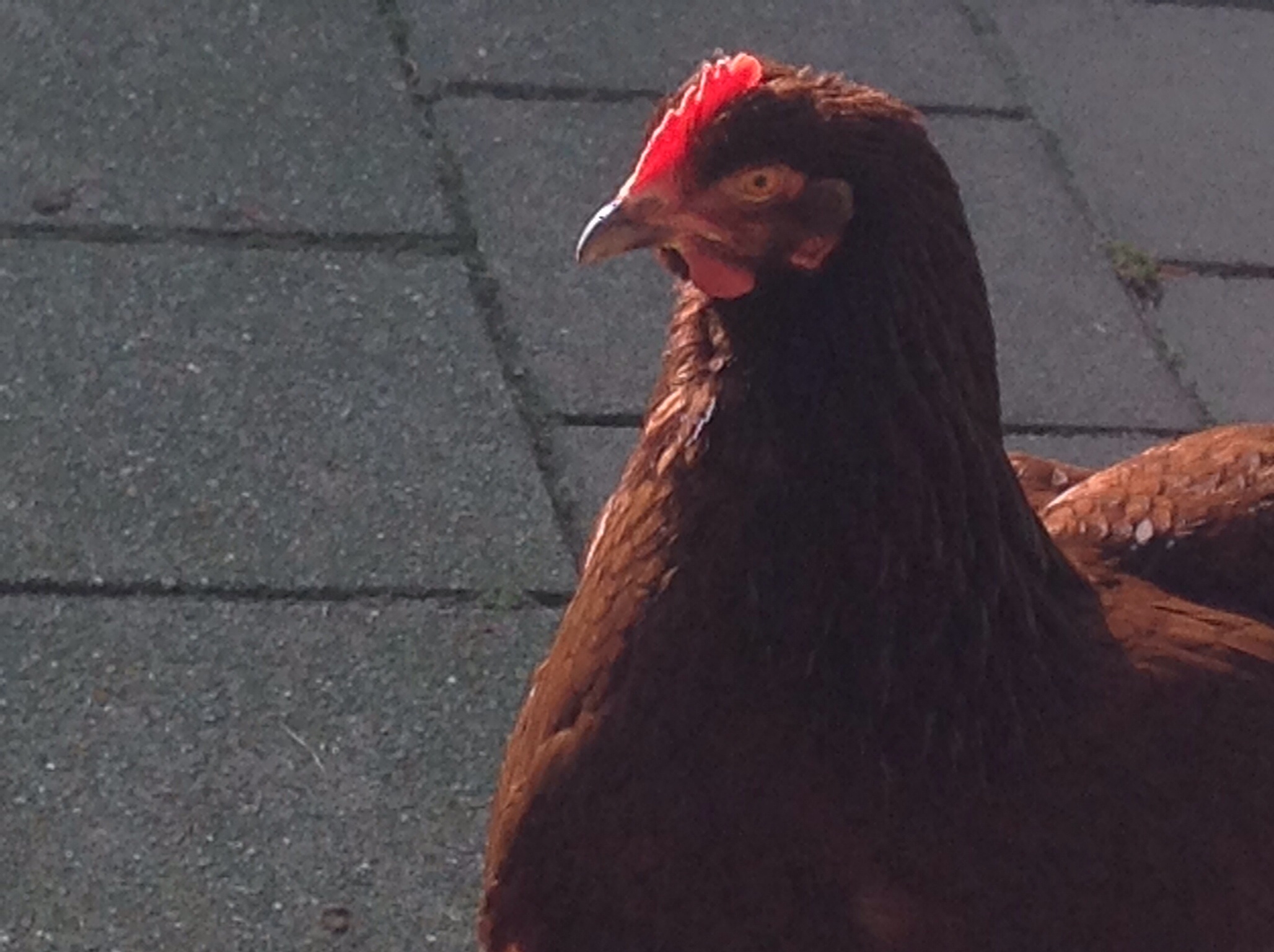 The little one is now the biggist chicken.