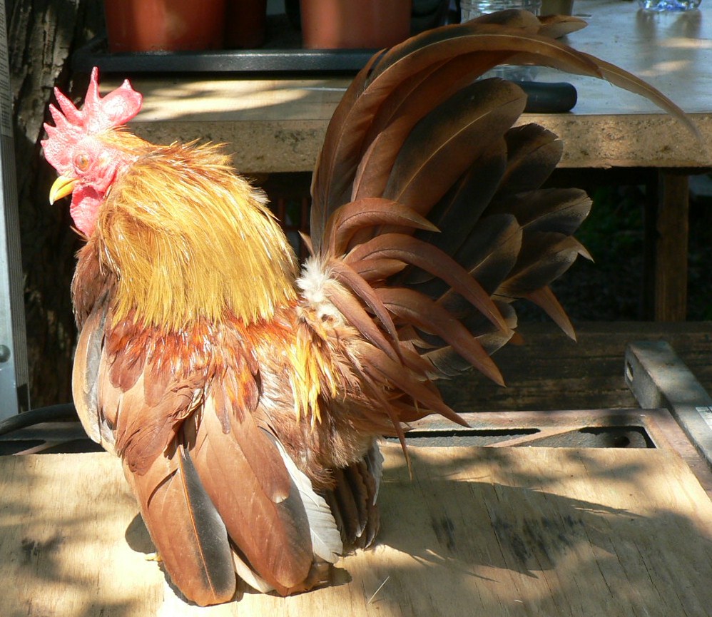 The little red Rooster 4 Years Old. Retired